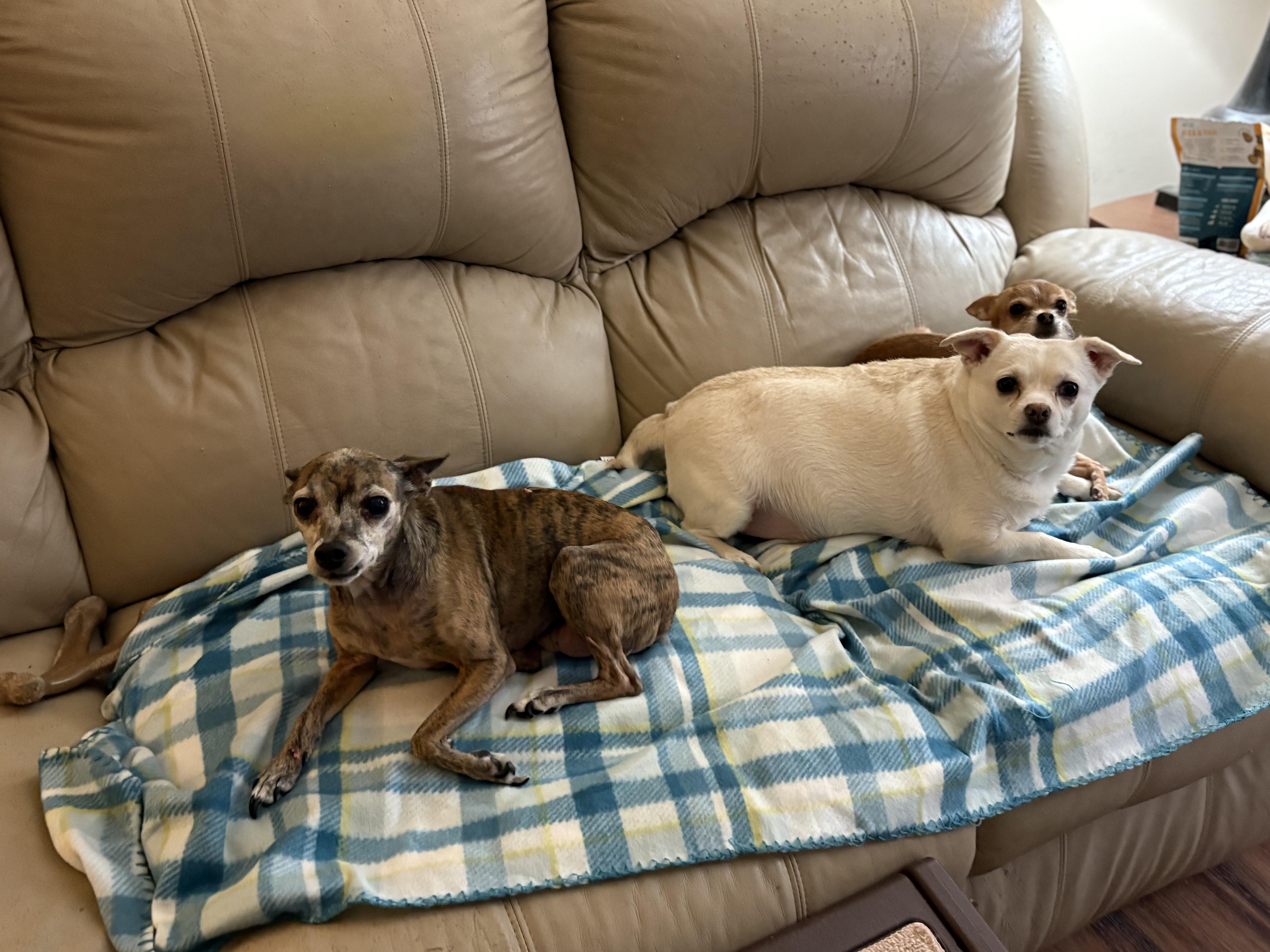 Enlarge Pearl, a ADOPTABLE mixed breed in Ooltewah, TN image 4/6