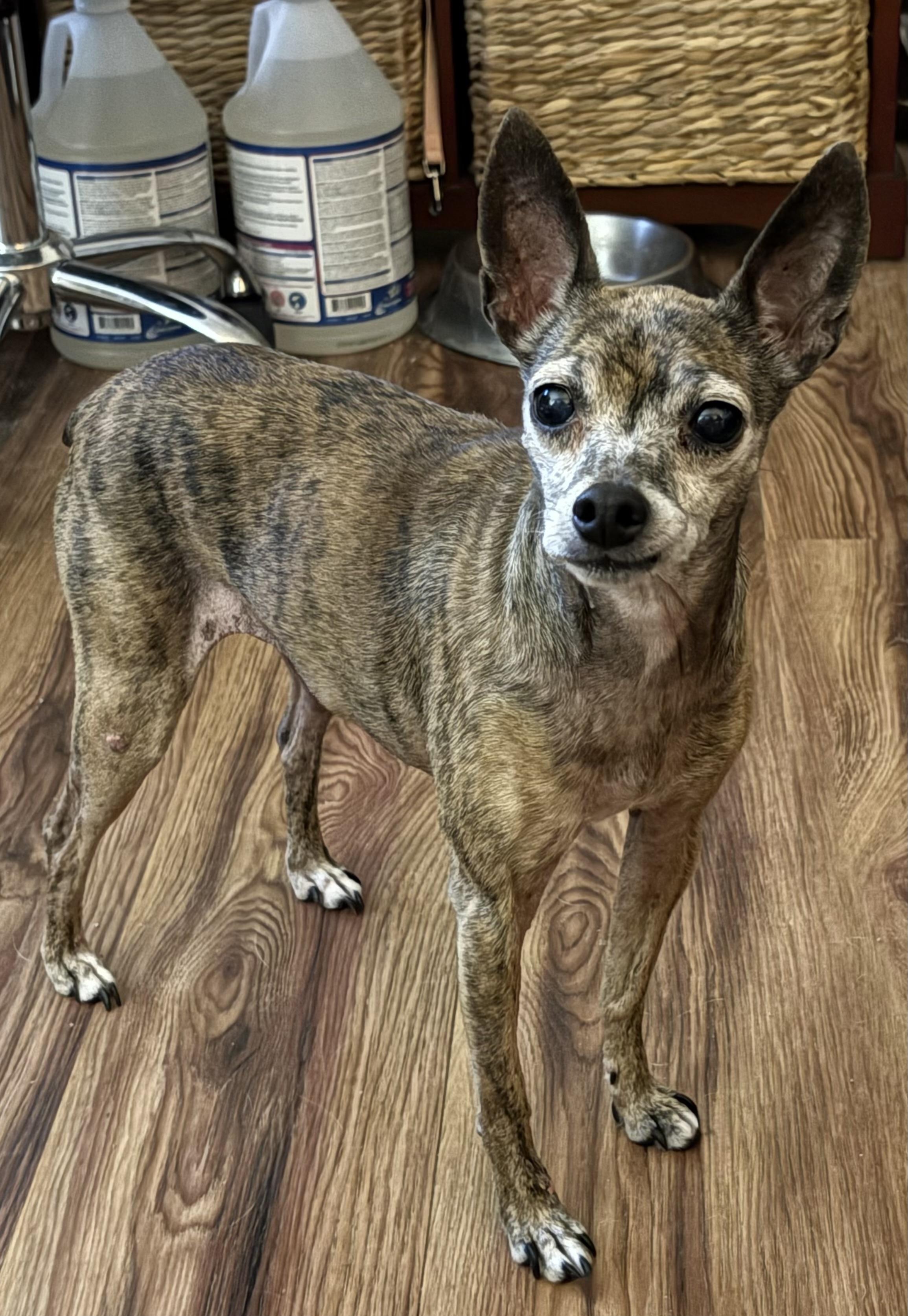 Enlarge Pearl, a ADOPTABLE mixed breed in Ooltewah, TN image 6/6