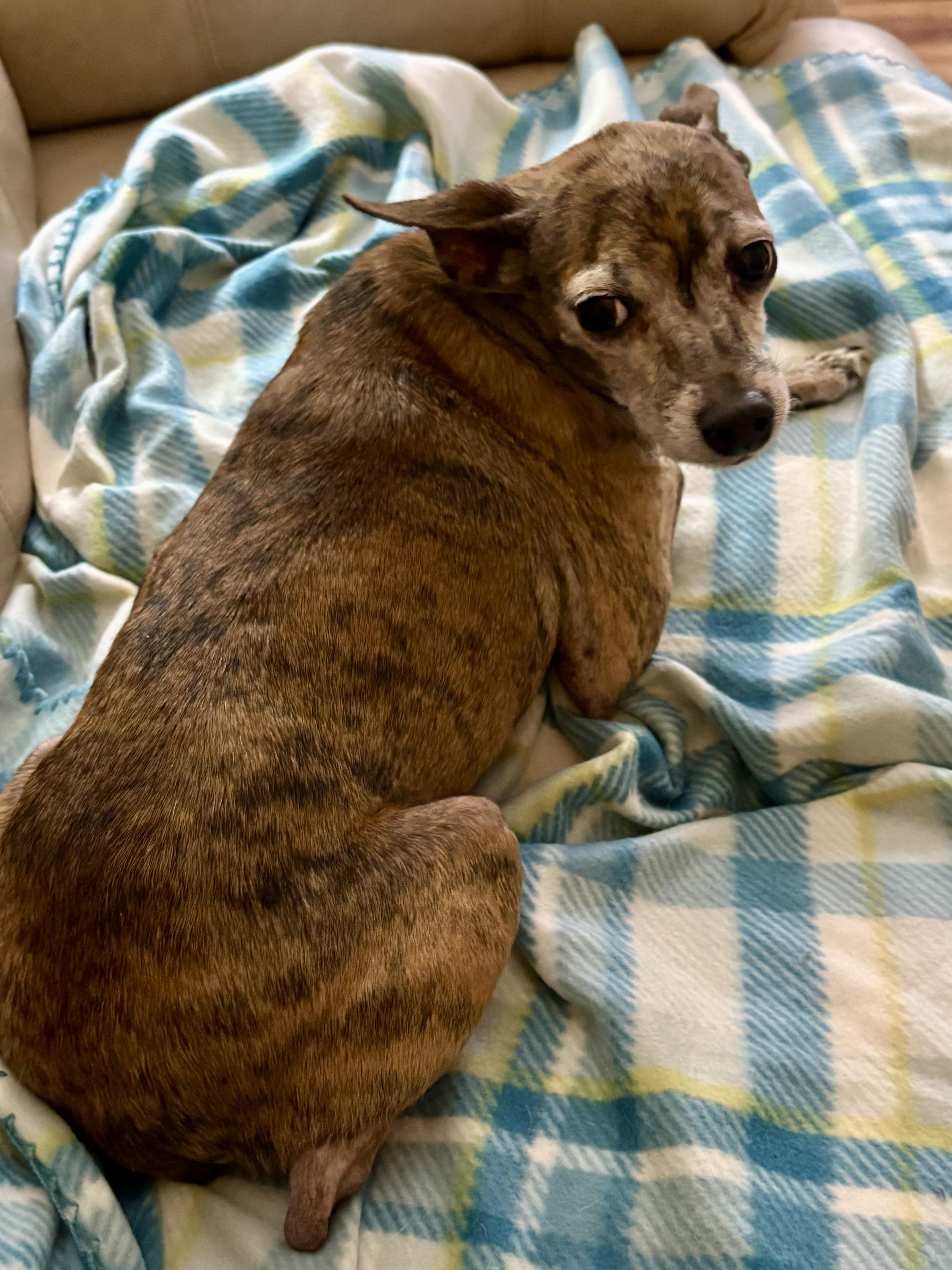 Enlarge Pearl, a ADOPTABLE mixed breed in Ooltewah, TN image 2/6