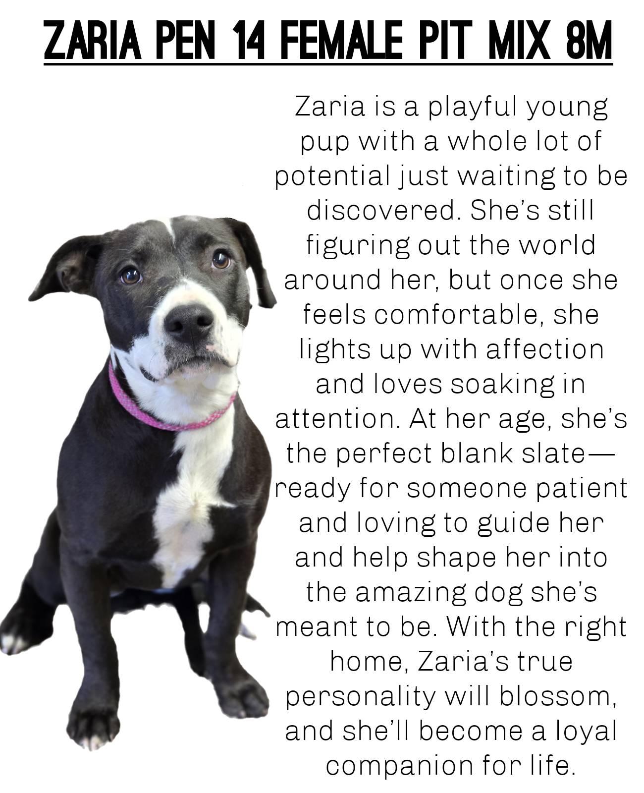 Zaria, Adopted, Young Female Pit Bull Terrier.