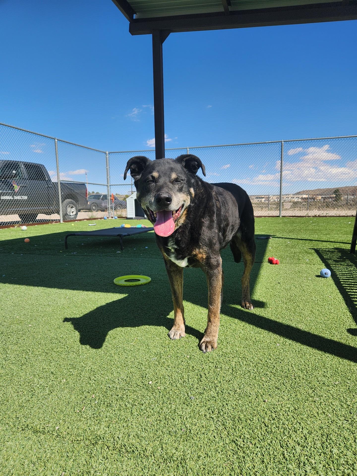 Enlarge Buddy, a ADOPTABLE mixed breed in Truth or Consequences , NM image 2/6