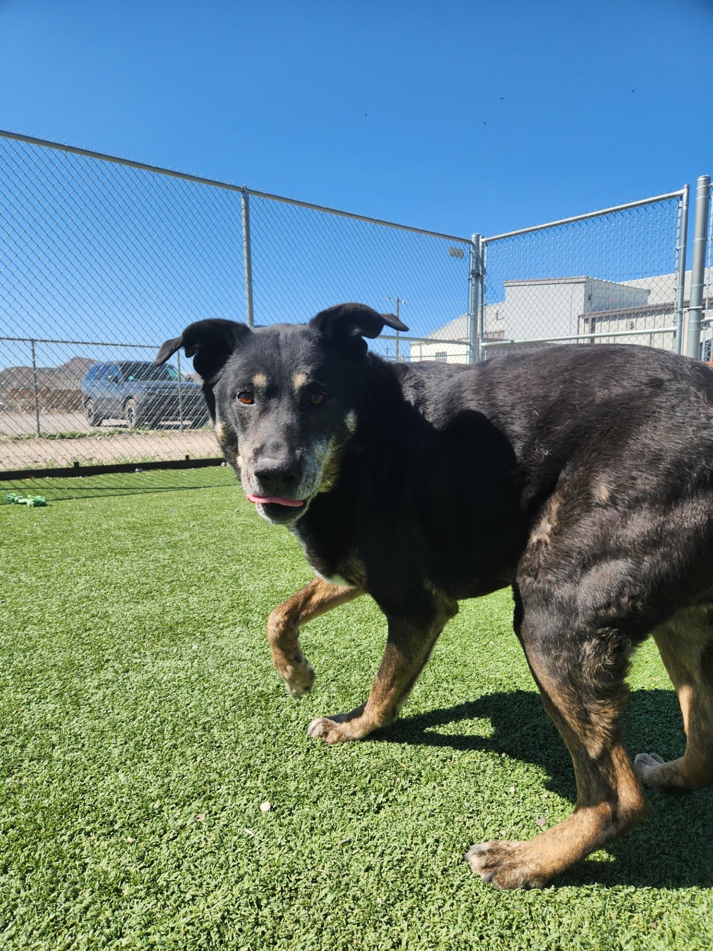 Buddy, ADOPTABLE, Senior Male Labrador Retriever & Shepherd.