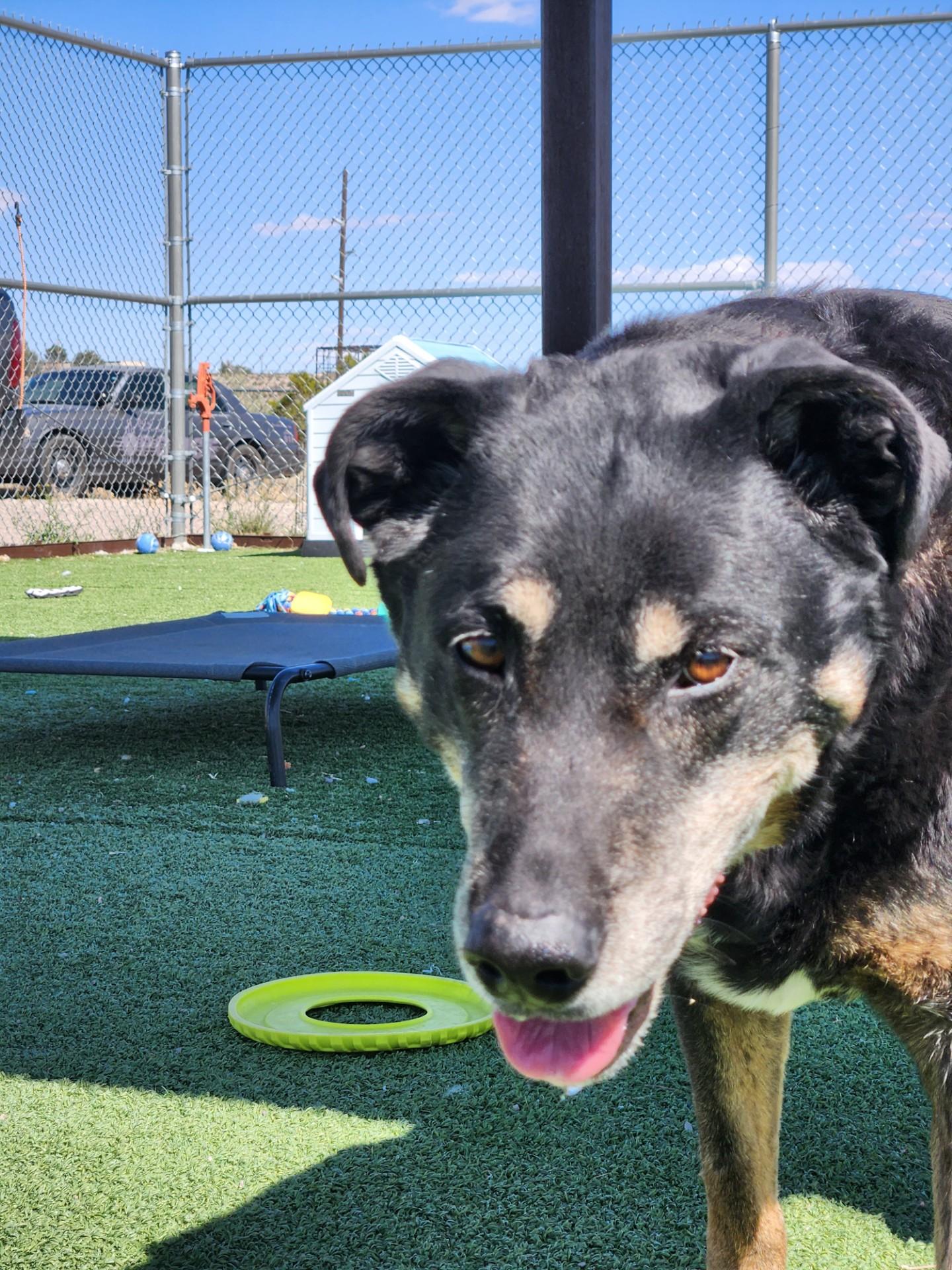 Enlarge Buddy, a ADOPTABLE mixed breed in Truth or Consequences , NM image 5/6