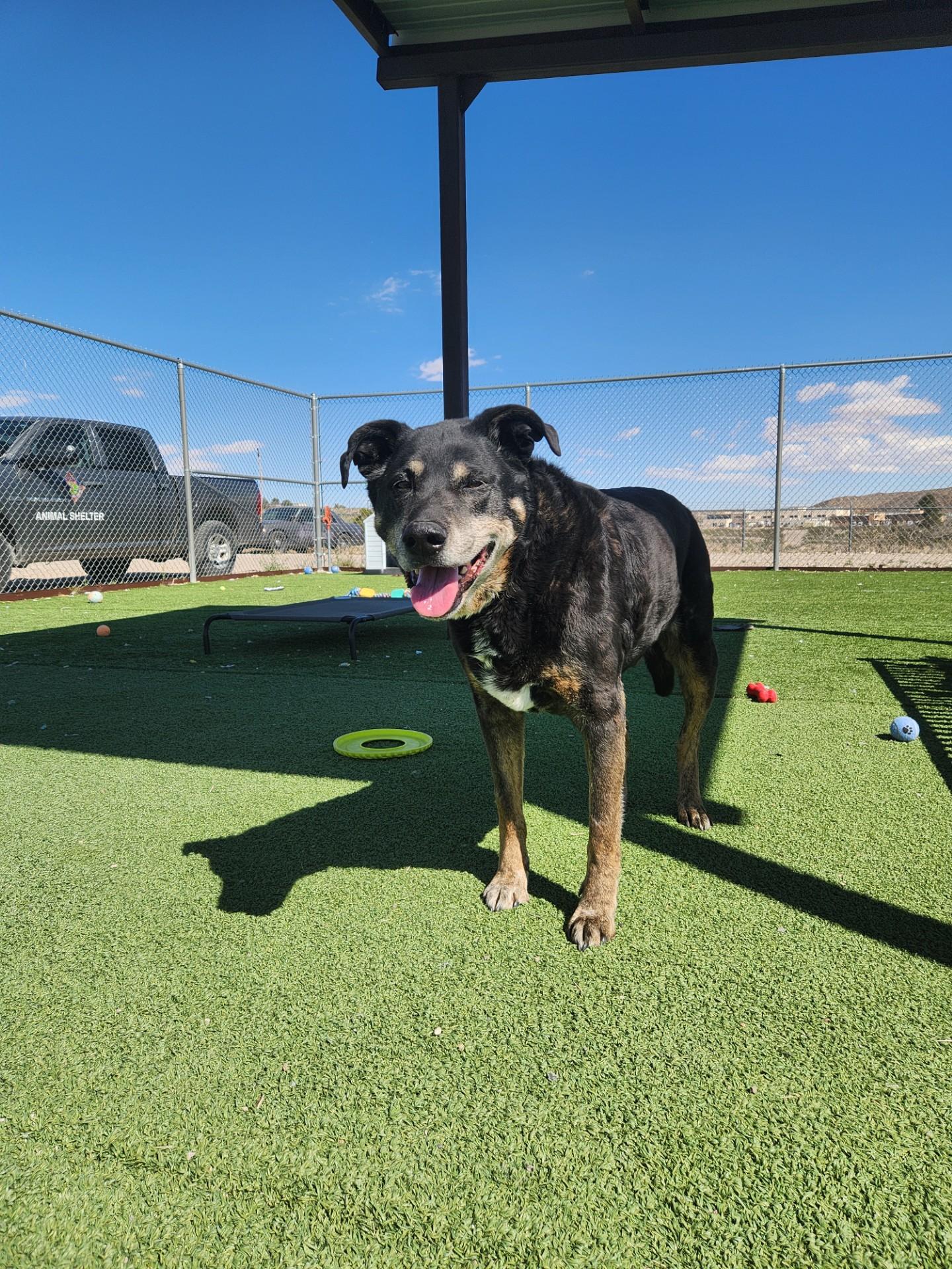 Enlarge Buddy, a ADOPTABLE mixed breed in Truth or Consequences , NM image 6/6