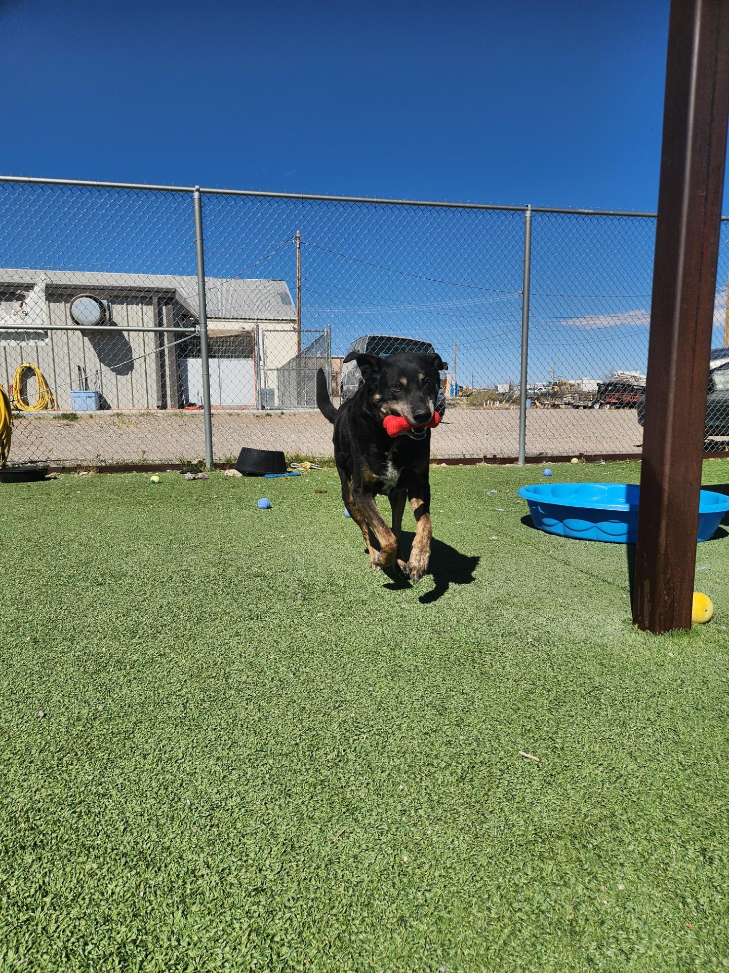 Enlarge Buddy, a ADOPTABLE mixed breed in Truth or Consequences , NM image 4/6