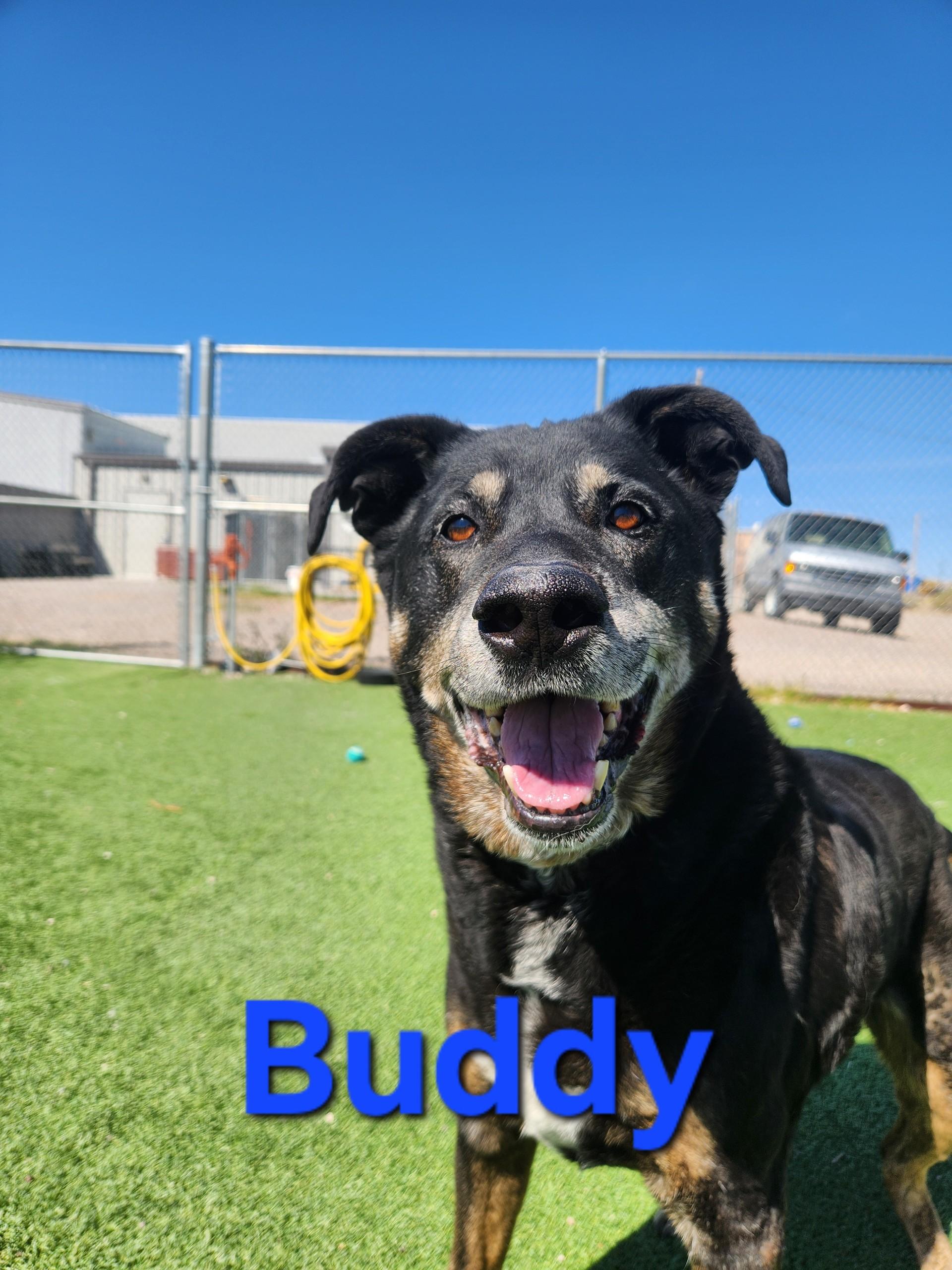 Enlarge Buddy, a ADOPTABLE mixed breed in Truth or Consequences , NM image 3/6
