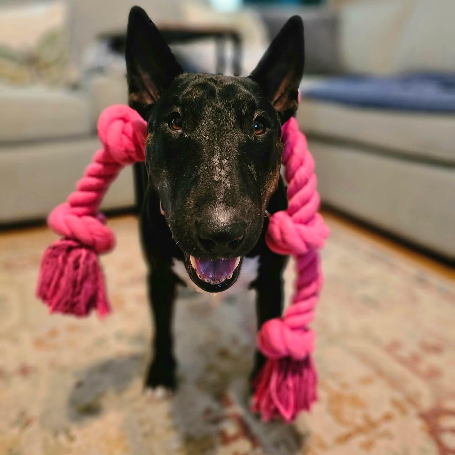 Enlarge Raven, a ADOPTABLE Bull Terrier in San Antonio, TX image 4/6
