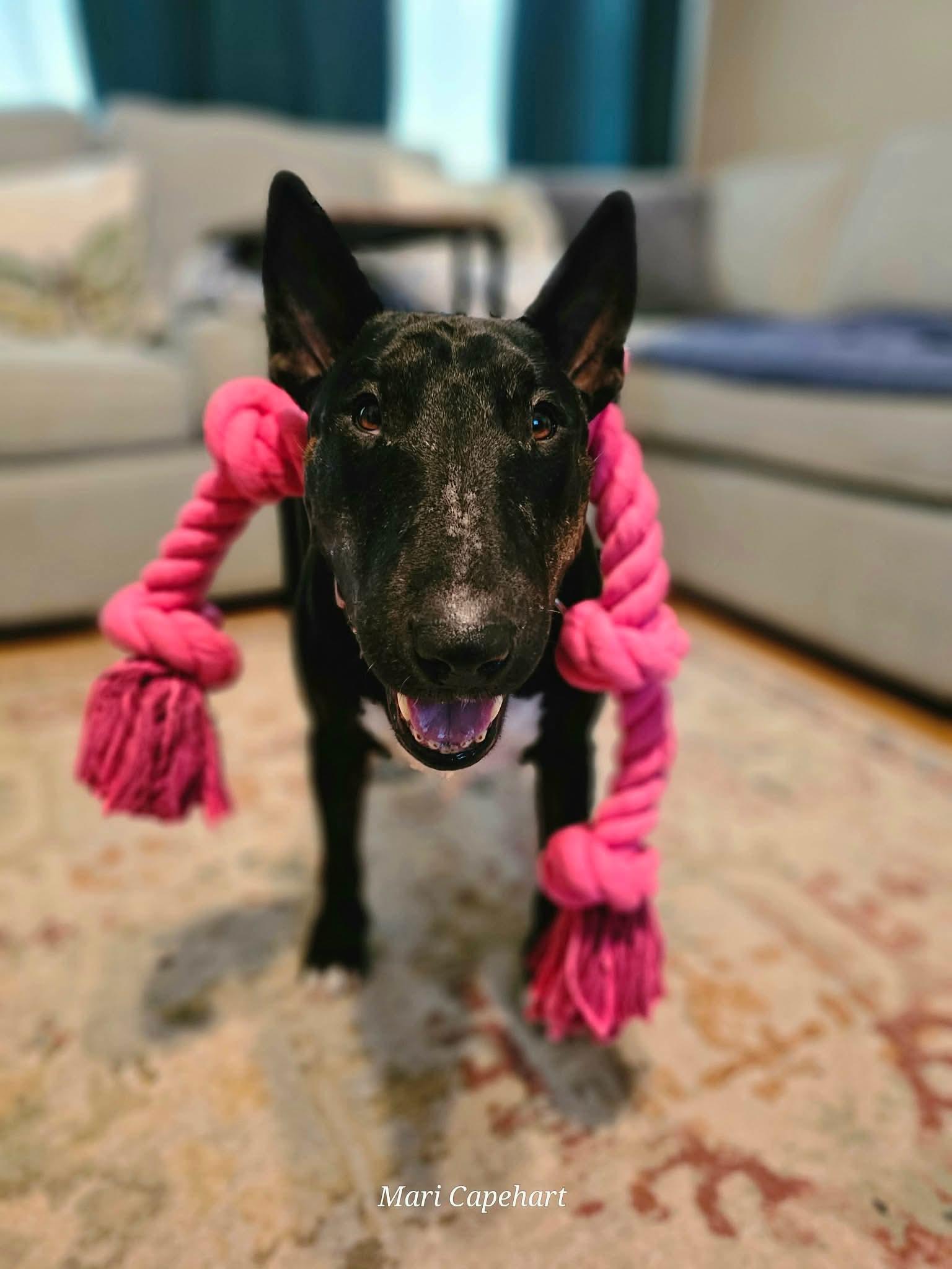 Enlarge Raven, a ADOPTABLE Bull Terrier in San Antonio, TX image 5/6