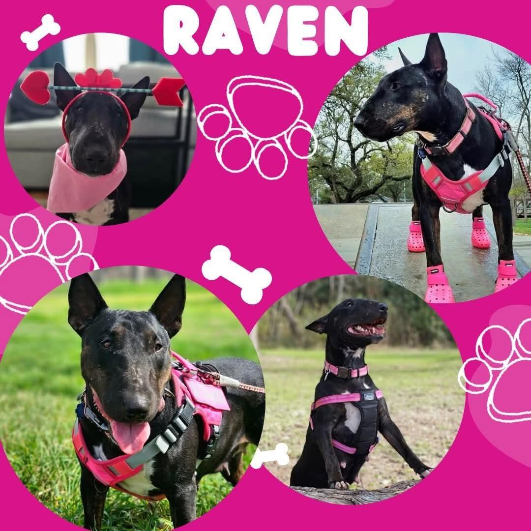 Enlarge Raven, a ADOPTABLE Bull Terrier in San Antonio, TX image 1/6