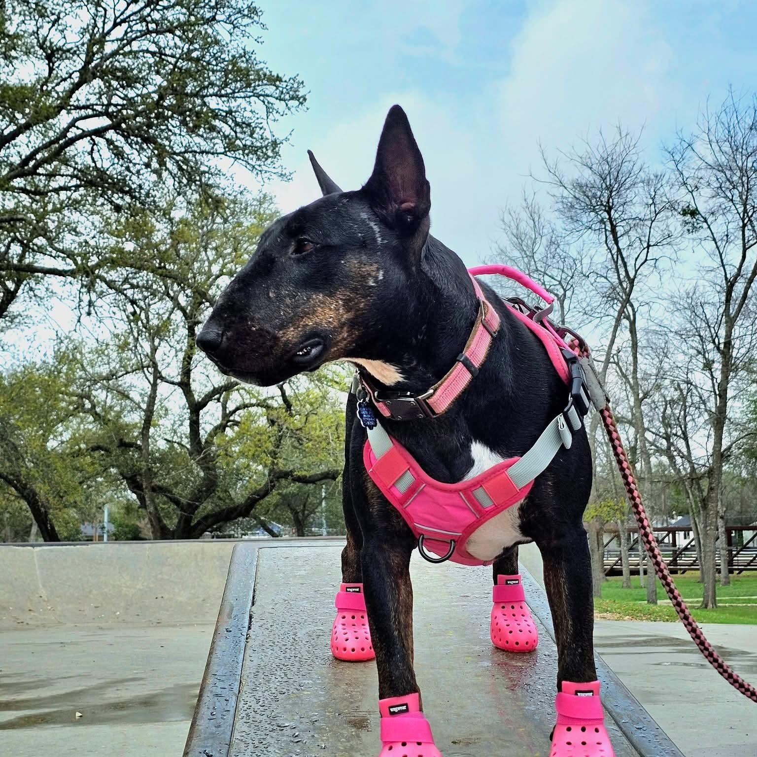 Enlarge Raven, a ADOPTABLE Bull Terrier in San Antonio, TX image 2/6
