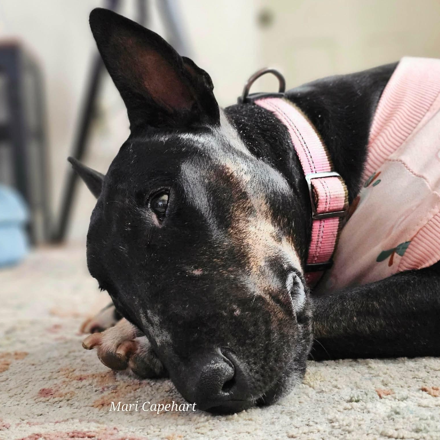 Enlarge Raven, a ADOPTABLE Bull Terrier in San Antonio, TX image 3/6