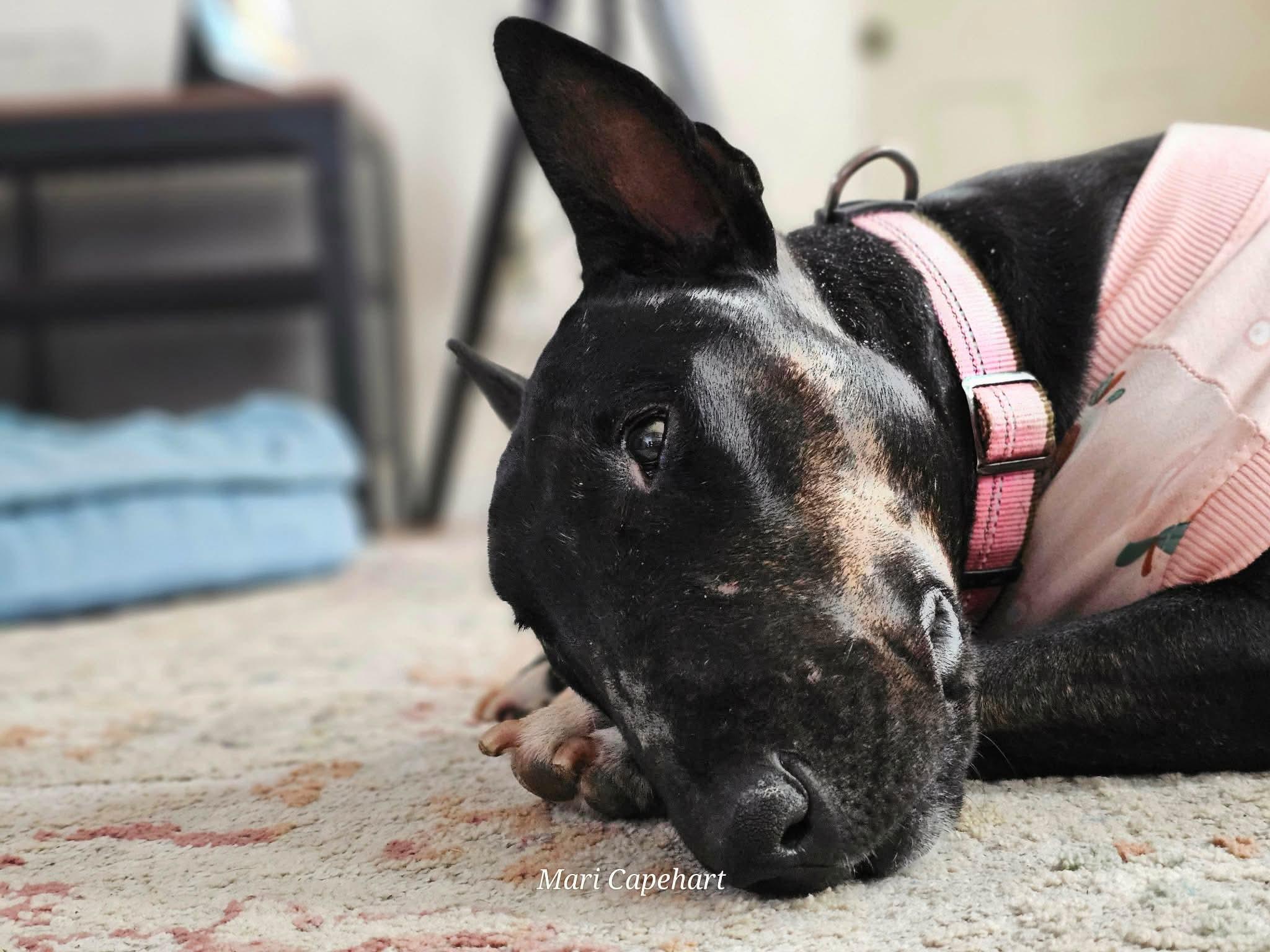 Enlarge Raven, a ADOPTABLE Bull Terrier in San Antonio, TX image 4/6