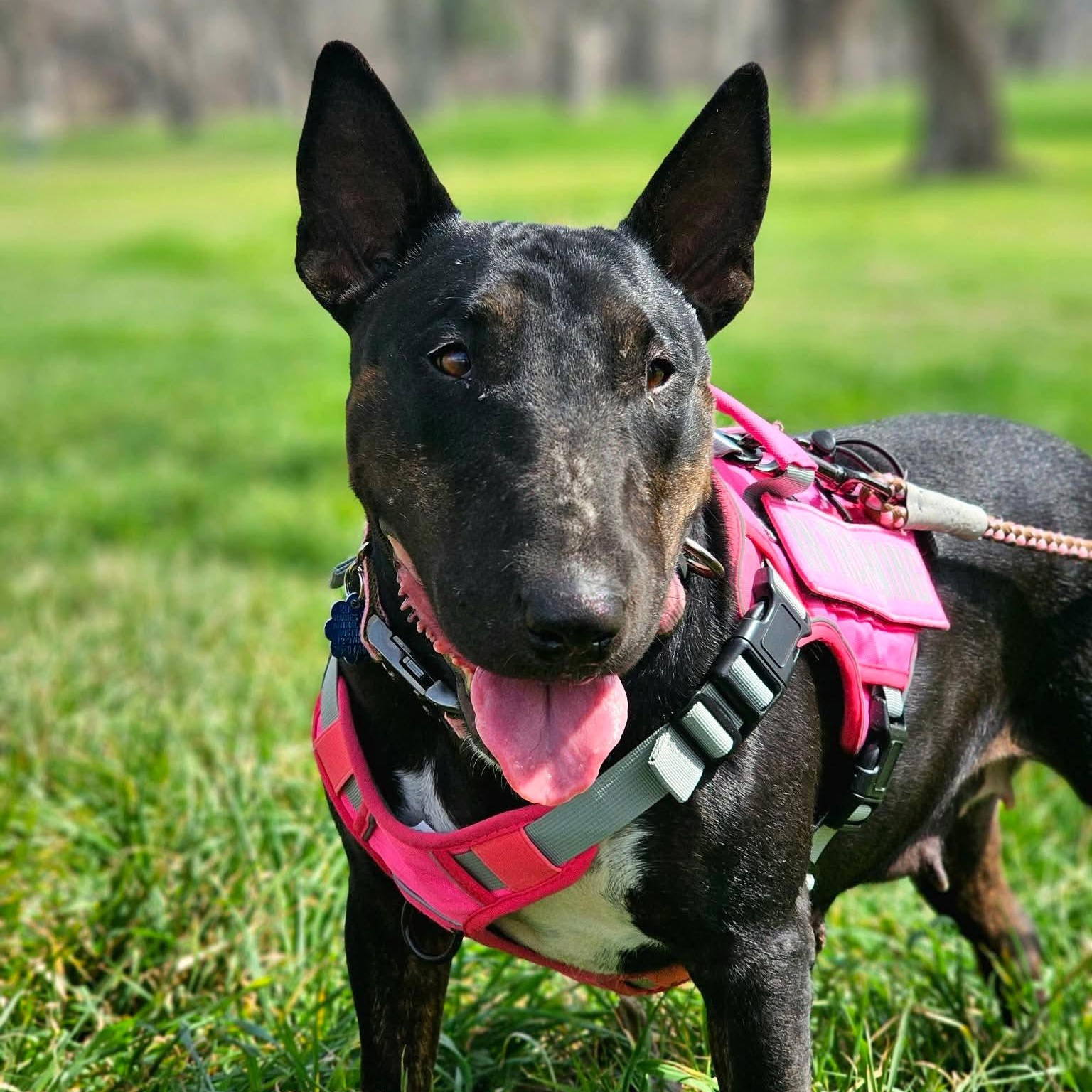 Enlarge Raven, a ADOPTABLE Bull Terrier in San Antonio, TX image 3/6