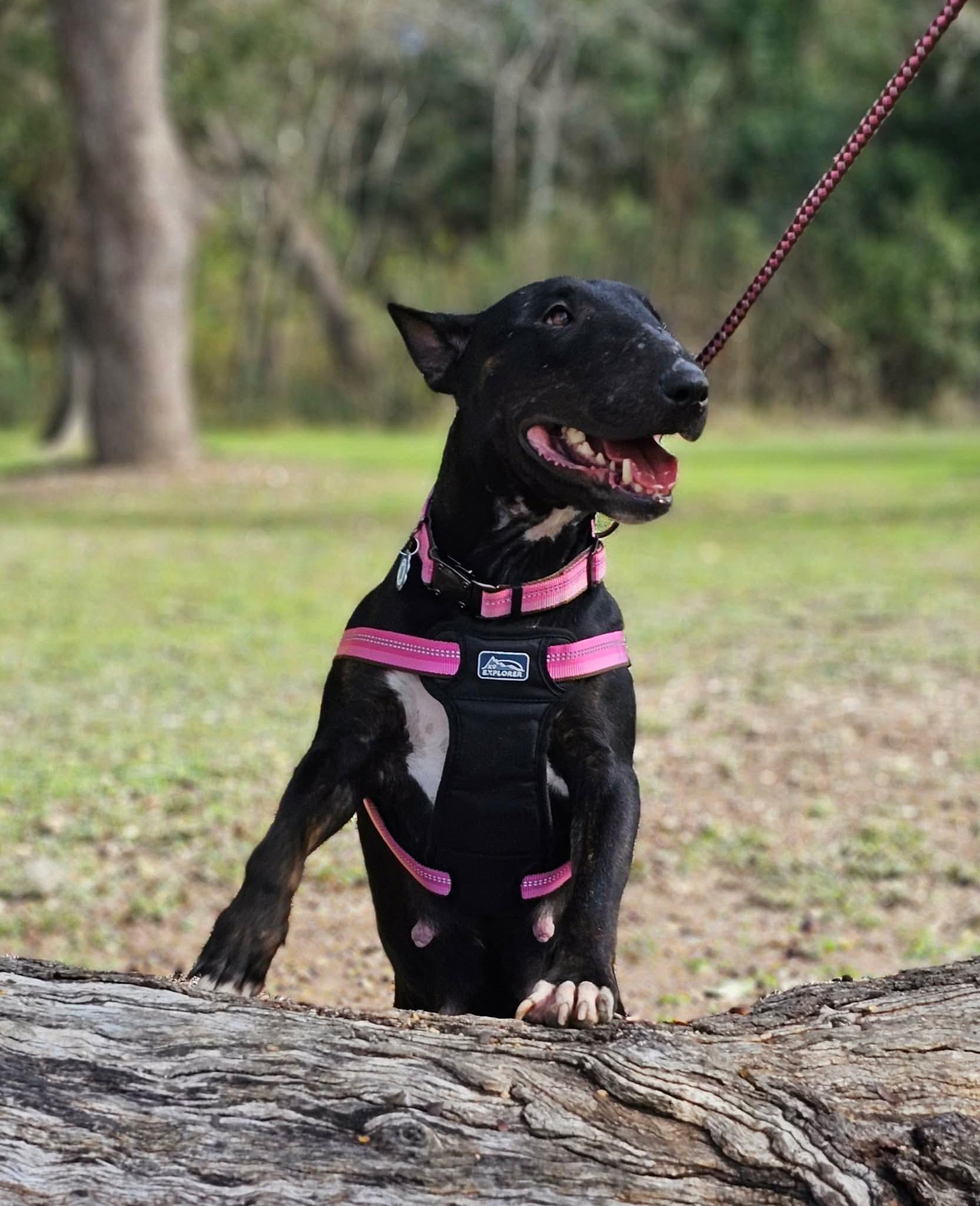 Enlarge Raven, a ADOPTABLE Bull Terrier in San Antonio, TX image 6/6