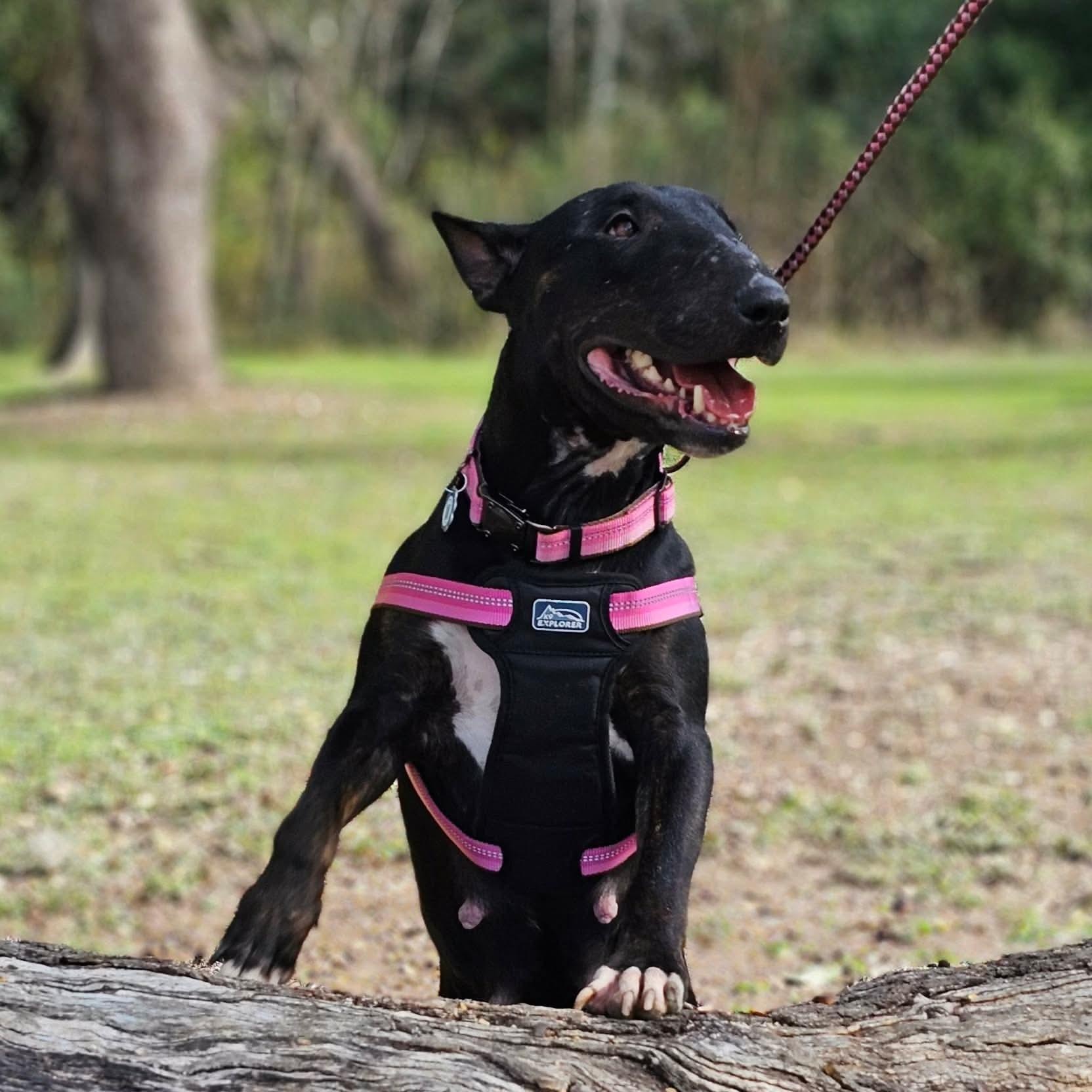 Enlarge Raven, a ADOPTABLE Bull Terrier in San Antonio, TX image 5/6