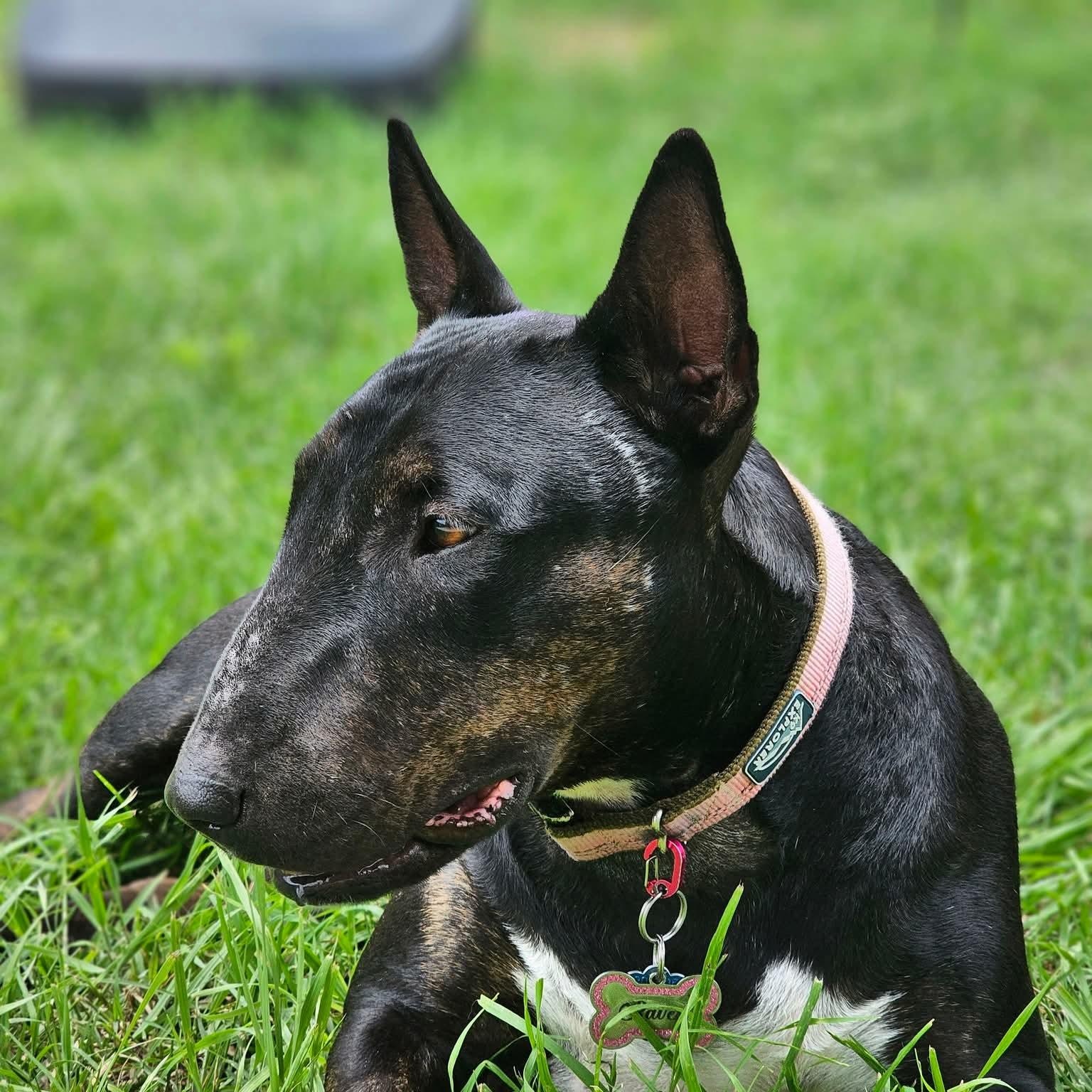 Enlarge Raven, a ADOPTABLE Bull Terrier in San Antonio, TX image 6/6