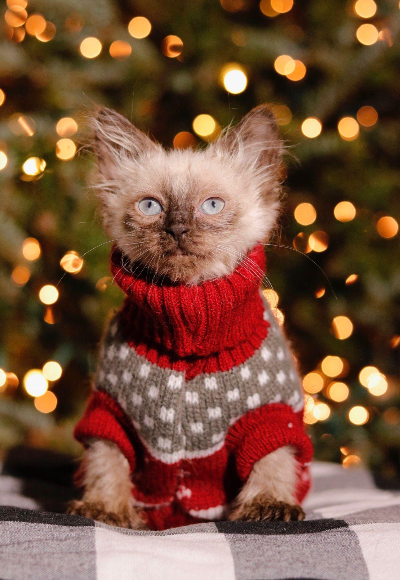 Enlarge Vision & Manifest, an adopted Siamese in Rockledge, FL image 1/4