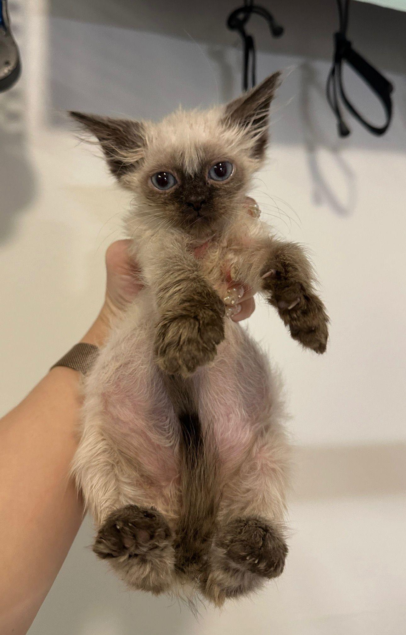 Enlarge Vision & Manifest, an adopted Siamese in Rockledge, FL image 3/4