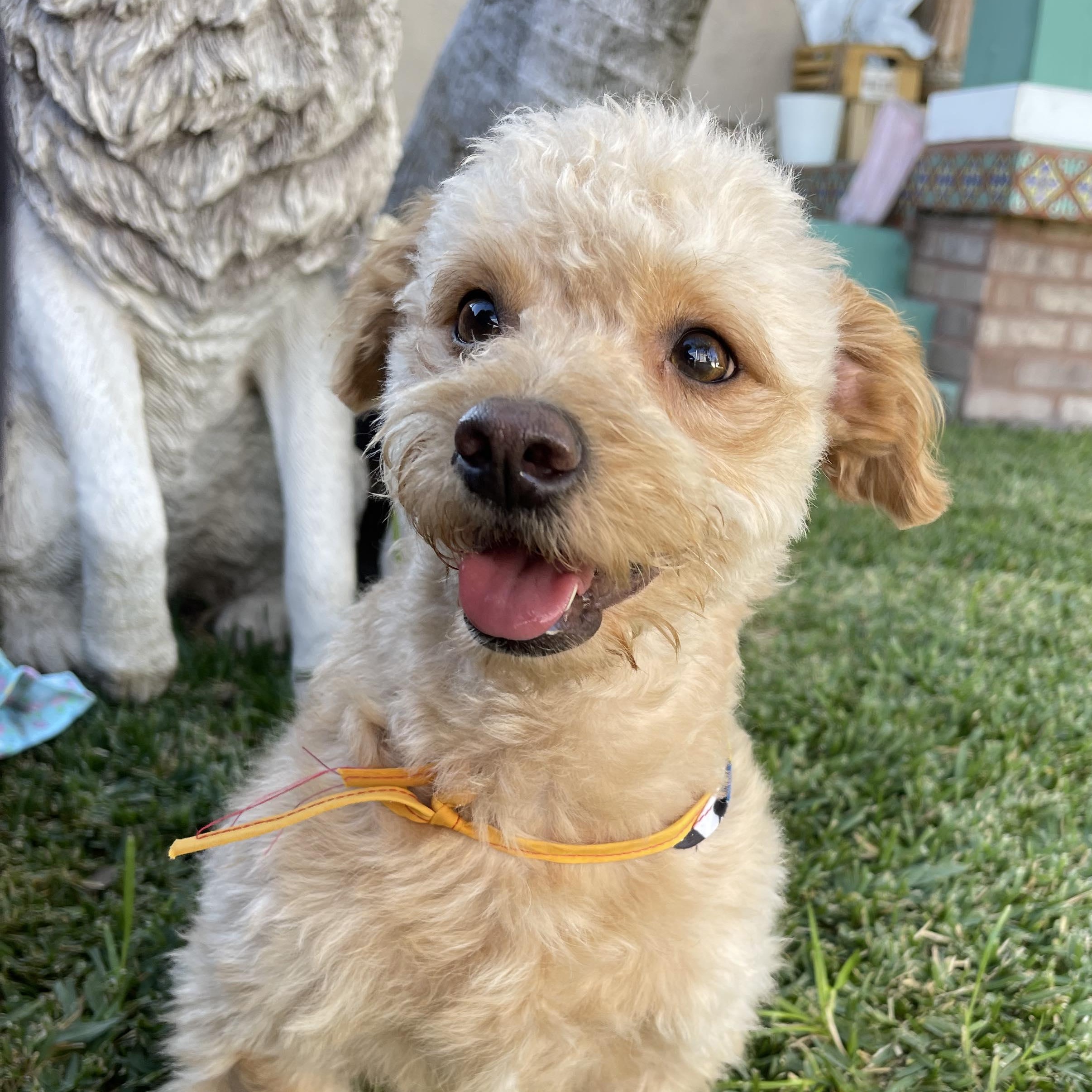ELLIOT 2 yrs 11 pounds, adopted, Adult Male Schnoodle & Poodle.