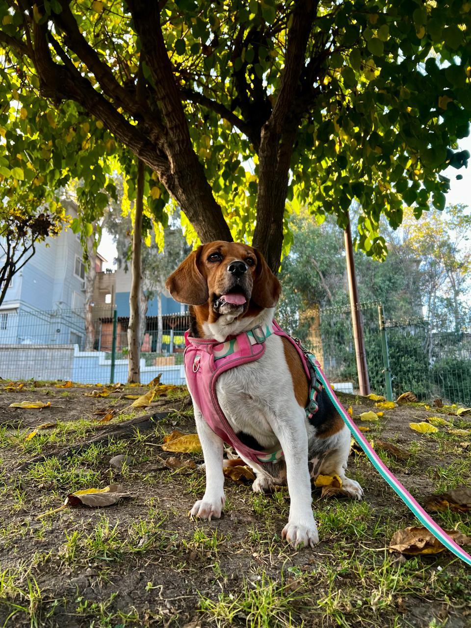 Rosie, a ADOPTABLE Beagle in Tijuana, BCN image 4/5