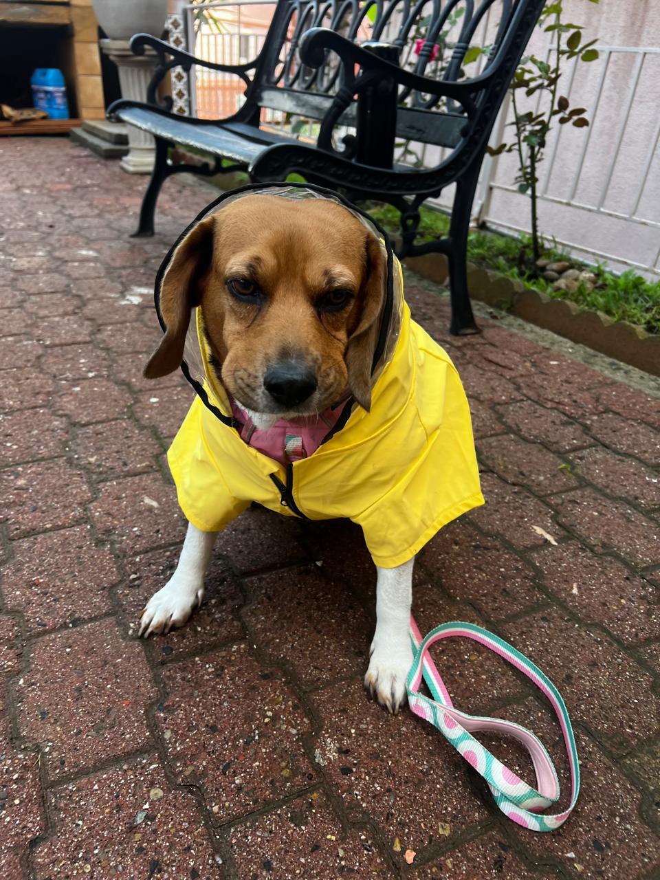Rosie, a ADOPTABLE Beagle in Tijuana, BCN image 5/5