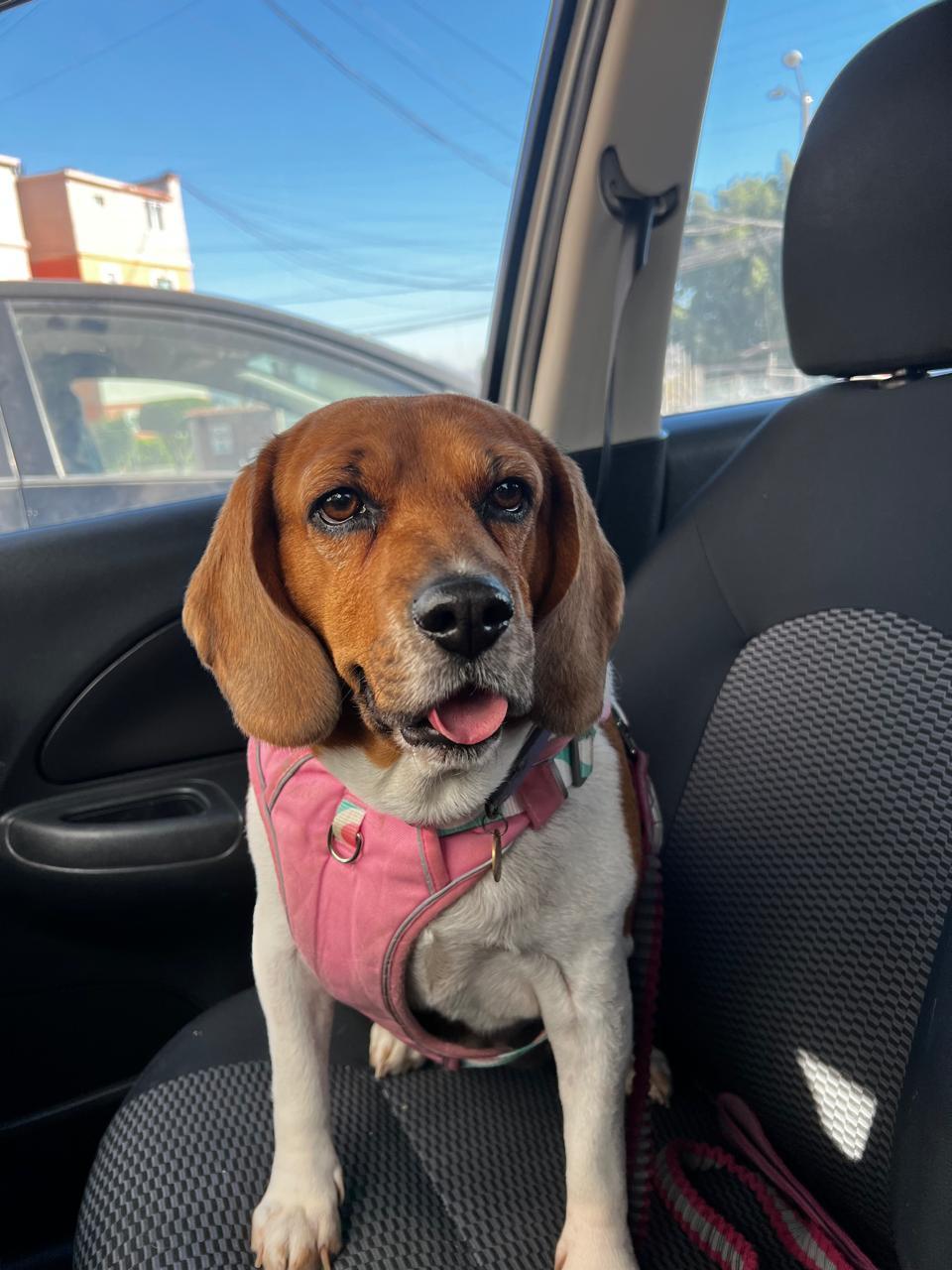 Rosie, ADOPTABLE, Adult Female Beagle.