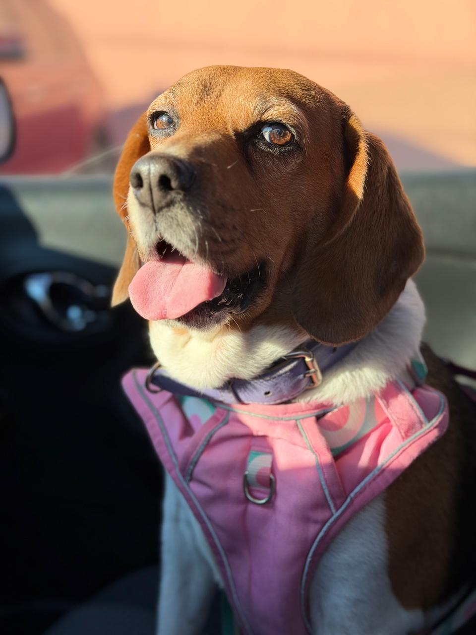 Rosie, a ADOPTABLE Beagle in Tijuana, BCN image 2/5