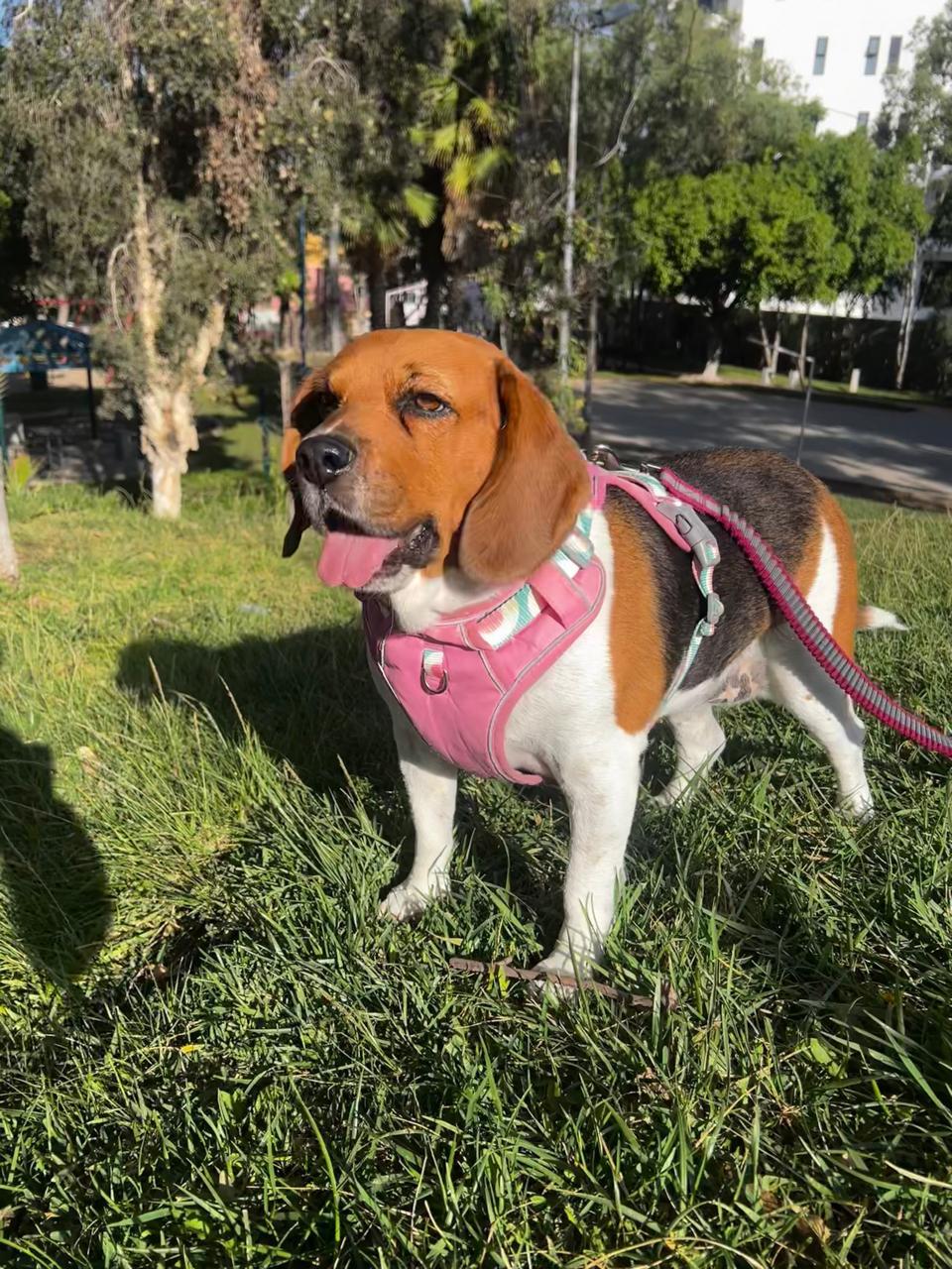 Rosie, a ADOPTABLE Beagle in Tijuana, BCN image 3/5