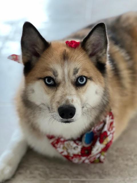 Juneau, Adoptable, Young Female Pomeranian & Husky.