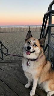 Juneau, a Adoptable mixed breed in Spring Lake, NJ image 2/3