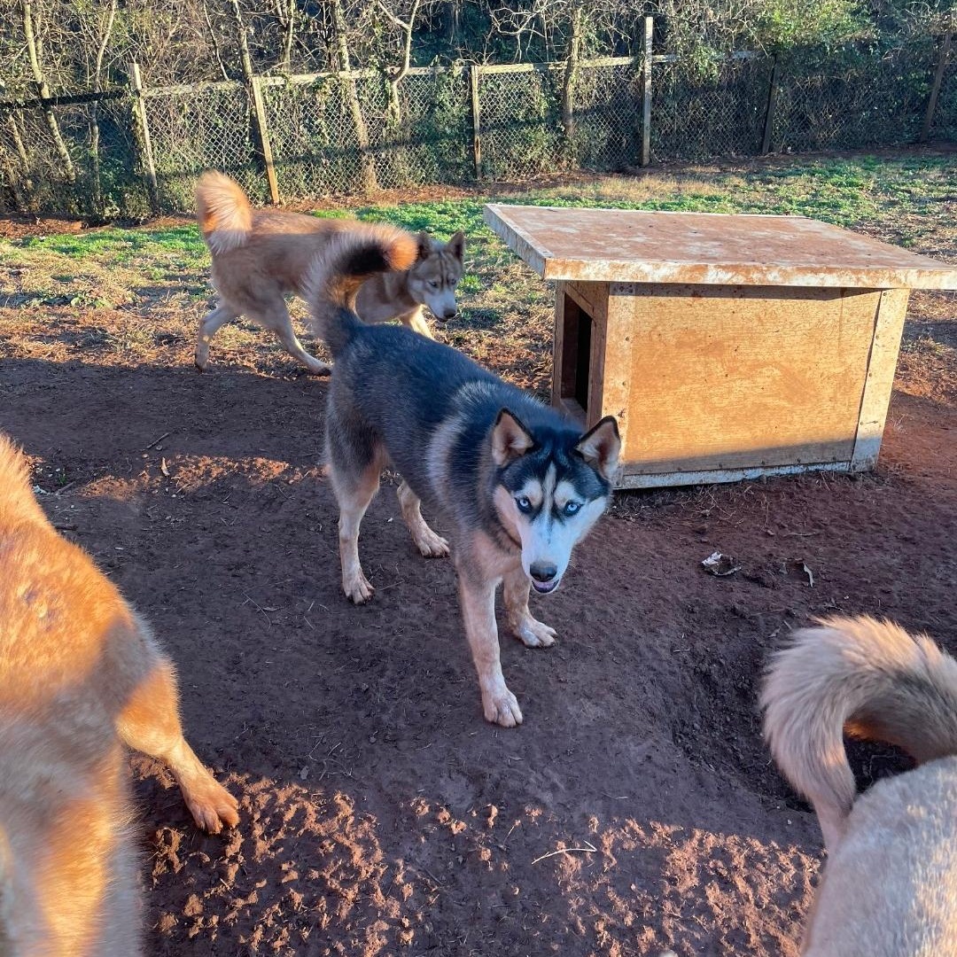Enlarge Sapphire, a Adoptable Siberian Husky in Maryville, TN image 1/1