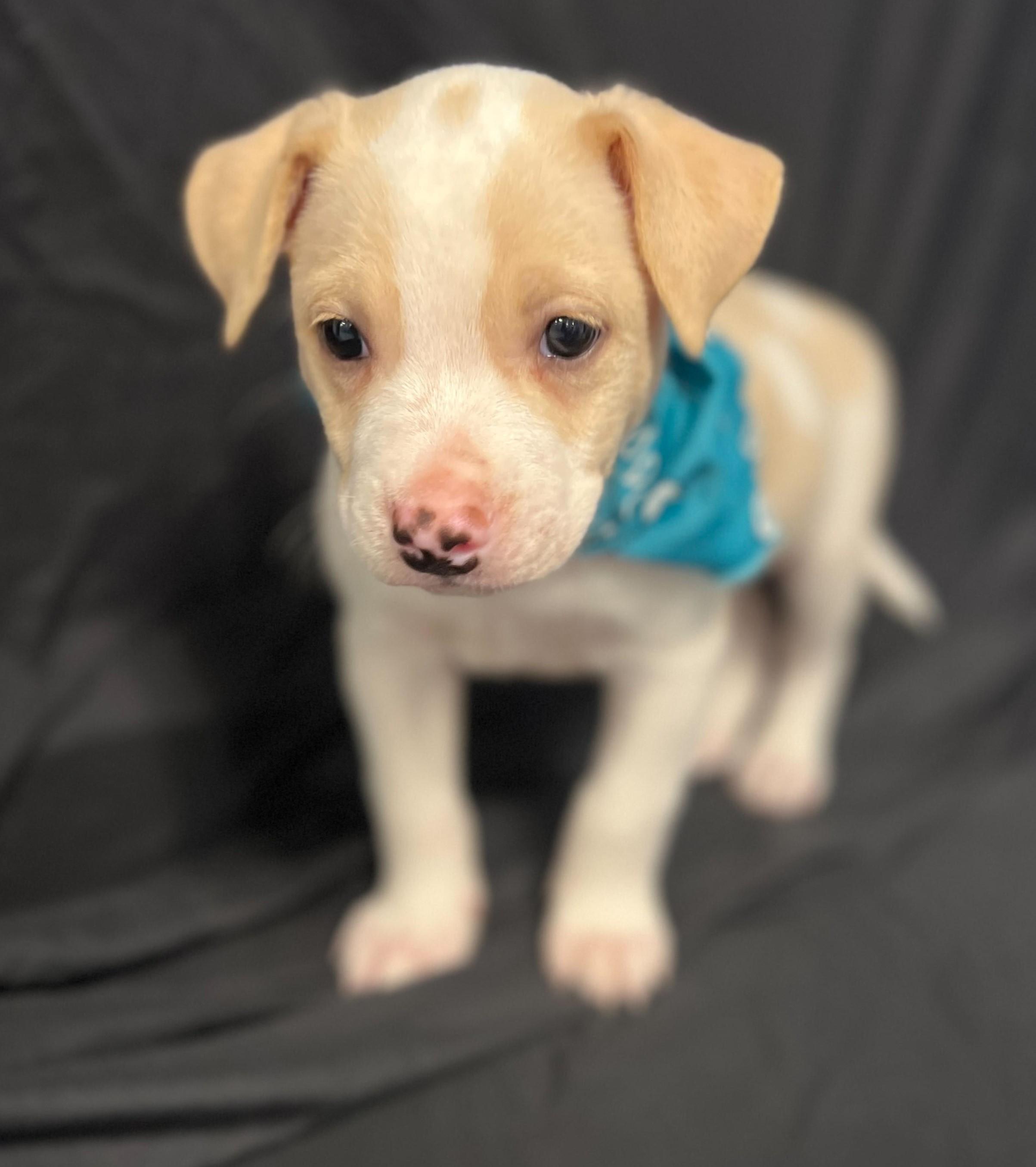 Enlarge Rice, an adoptable Mixed Breed in Canal Winchester, OH image 1/1