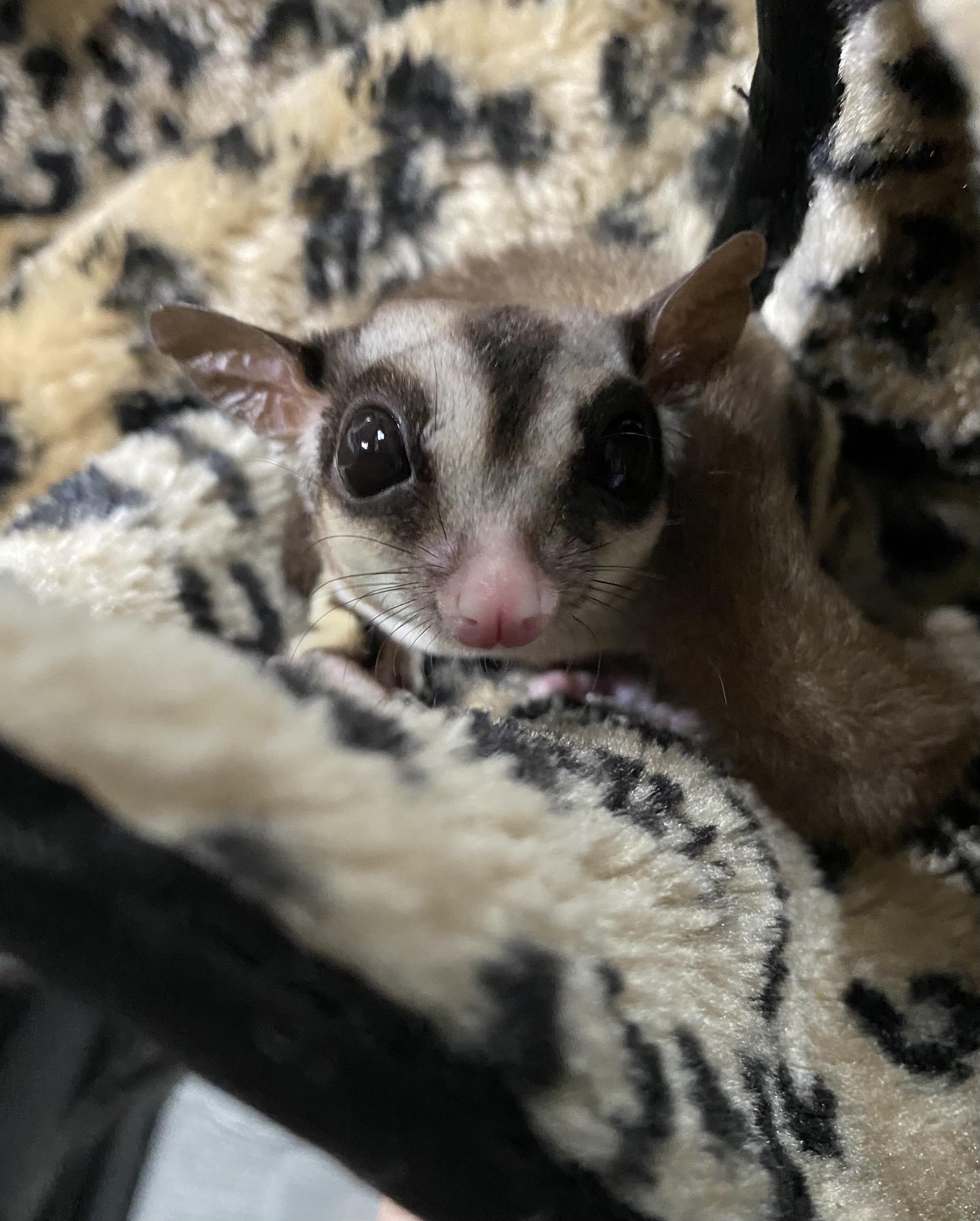 Enlarge Gaven, a Adoptable Sugar Glider in Middle Island, NY image 1/2