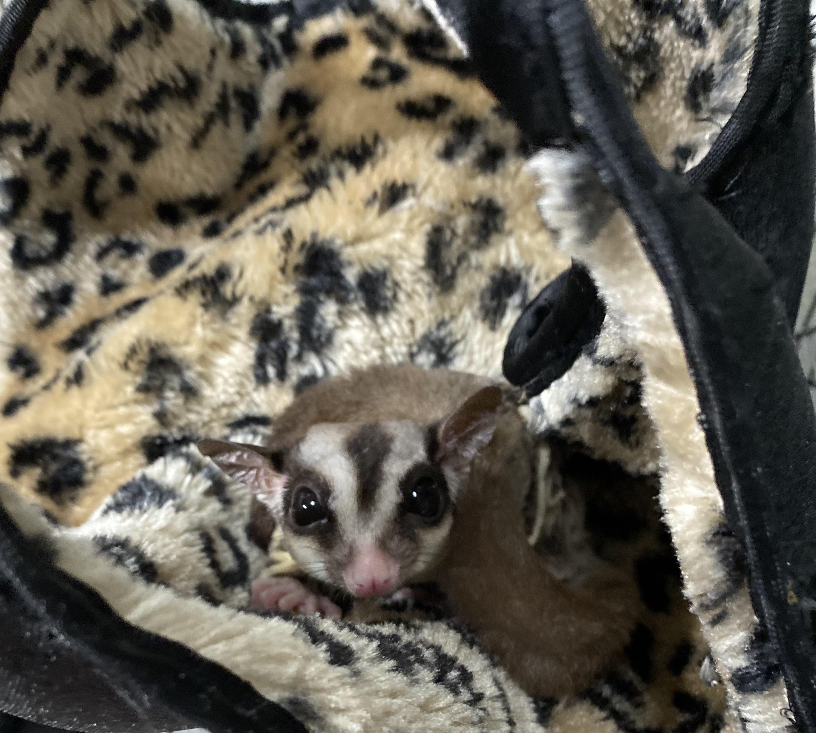 Enlarge Gaven, a Adoptable Sugar Glider in Middle Island, NY image 2/2