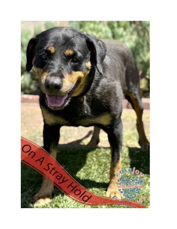 STRAY HOLD UNTIL 07192025 A photo with a stray hold banner is public and posted in a desire to reu