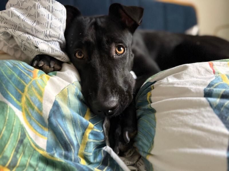 Enlarge Junebug, a Adoptable mixed breed in Anthem, AZ image 1/6