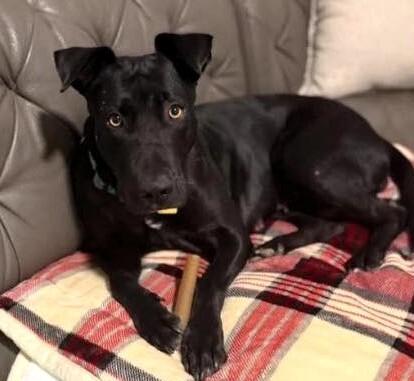 Enlarge Junebug, a Adoptable mixed breed in Anthem, AZ image 2/6