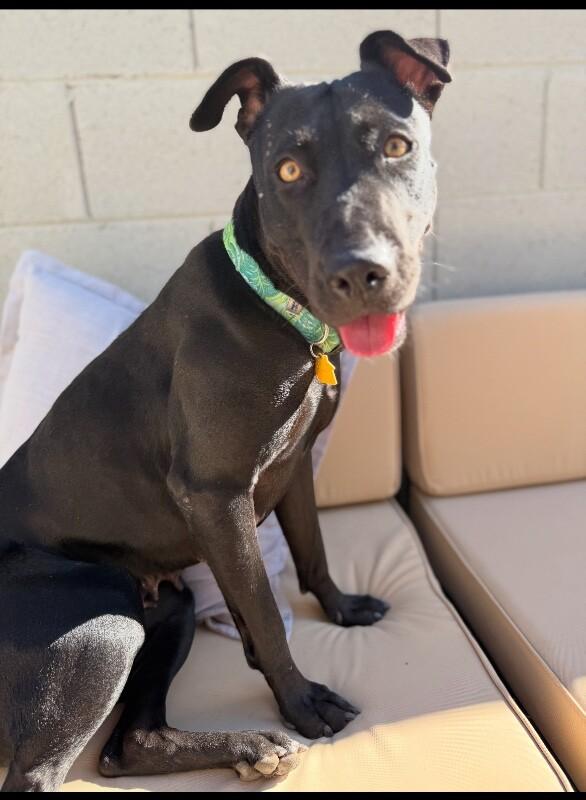 Enlarge Junebug, a Adoptable mixed breed in Anthem, AZ image 3/6