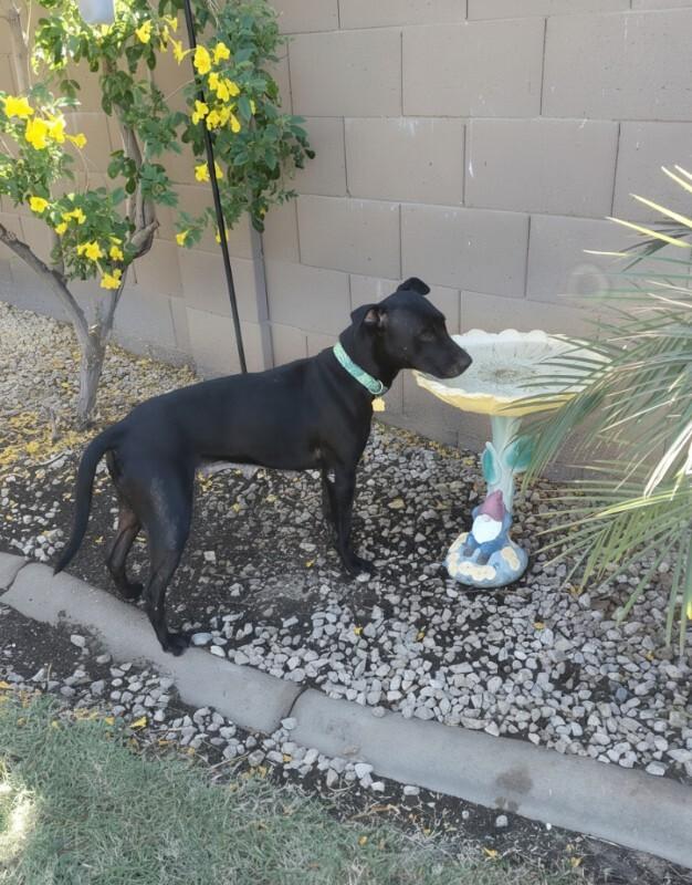 Enlarge Junebug, a Adoptable mixed breed in Anthem, AZ image 4/6