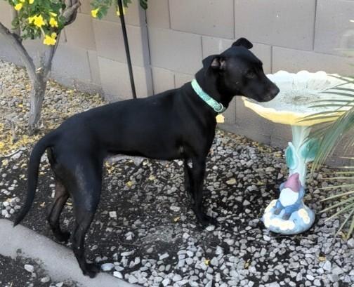 Enlarge Junebug, a Adoptable mixed breed in Anthem, AZ image 5/6