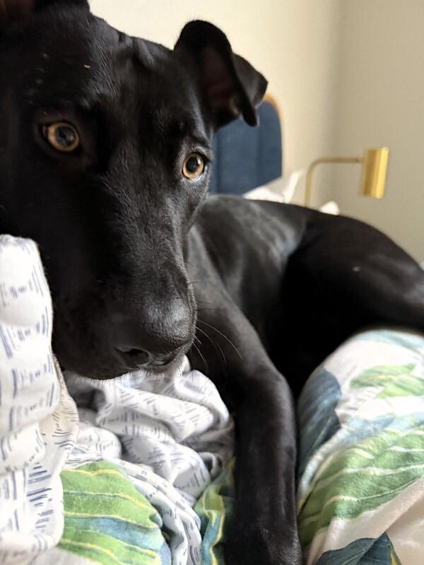 Enlarge Junebug, a Adoptable mixed breed in Anthem, AZ image 6/6