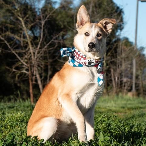 Enlarge Sunny , a ADOPTABLE mixed breed in San Andreas, CA image 4/4