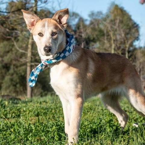 Enlarge Sunny , a ADOPTABLE mixed breed in San Andreas, CA image 3/4