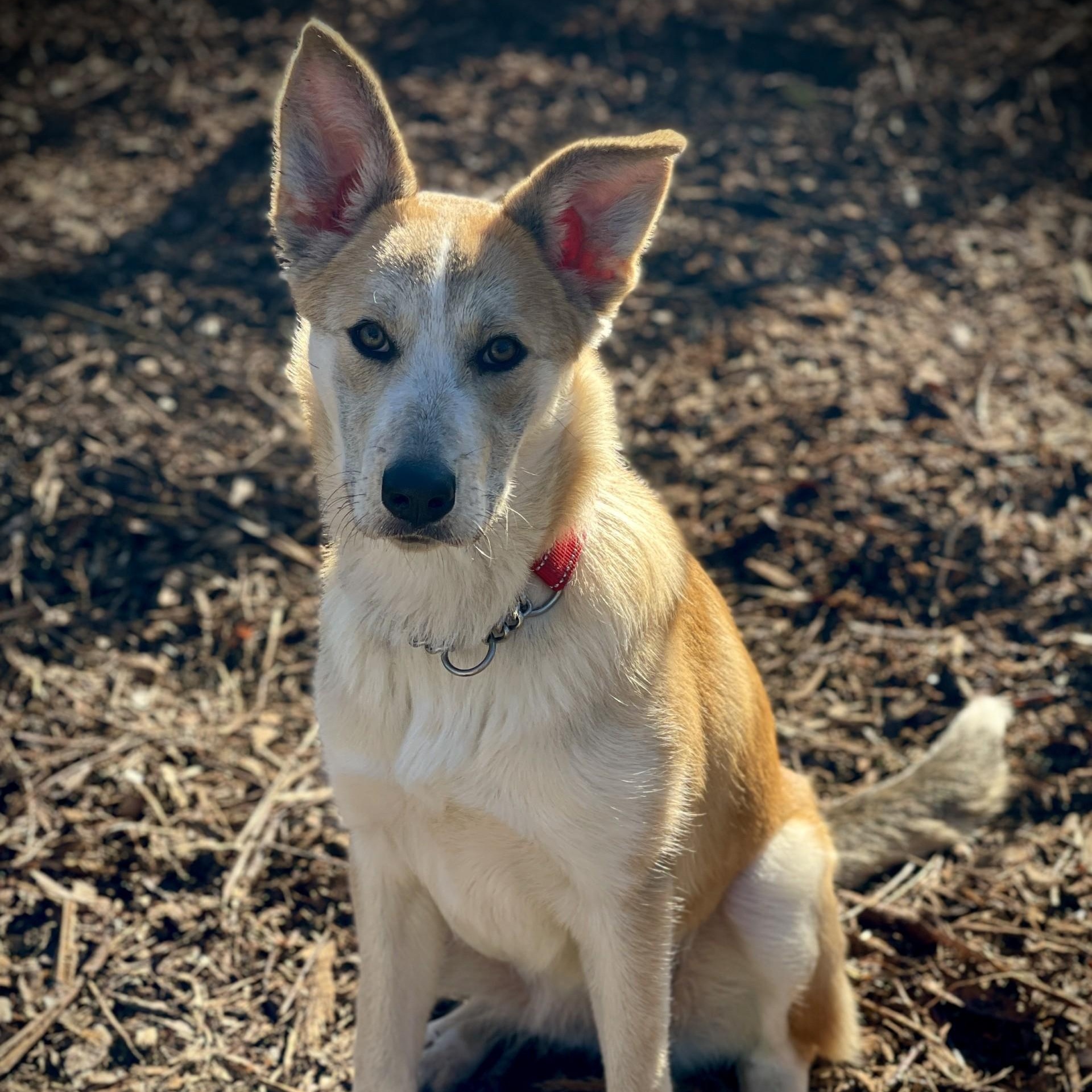Enlarge Sunny , a ADOPTABLE mixed breed in San Andreas, CA image 2/4