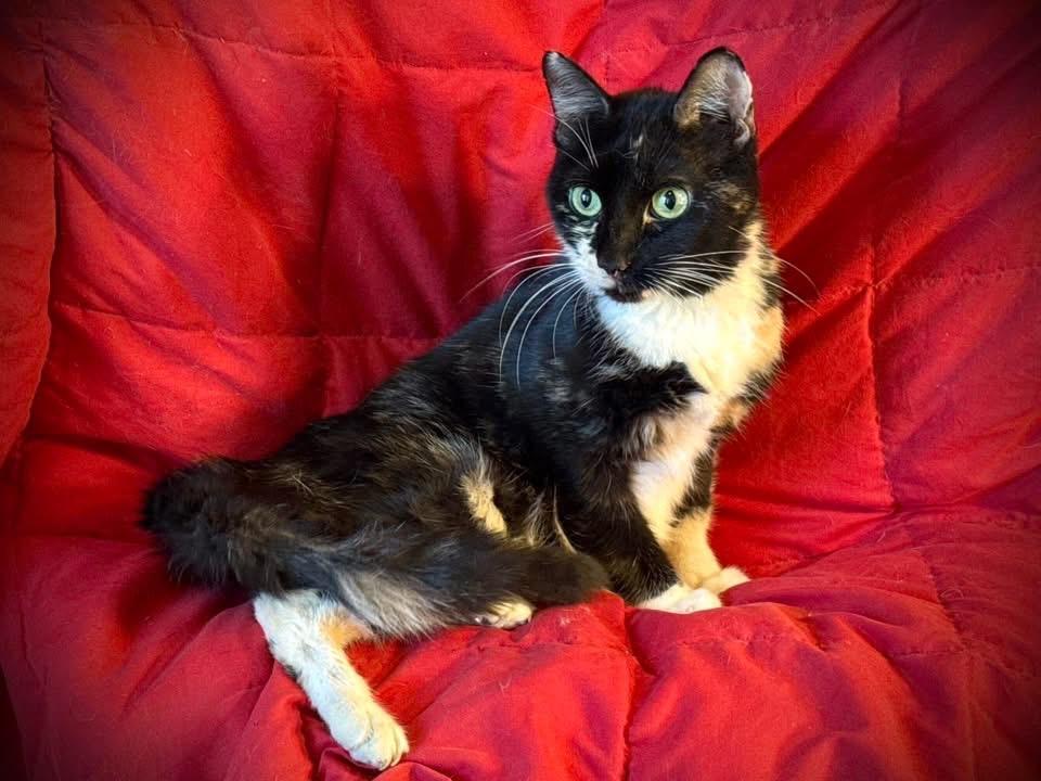 Carla, a Adoptable Domestic Medium Hair image 1/4