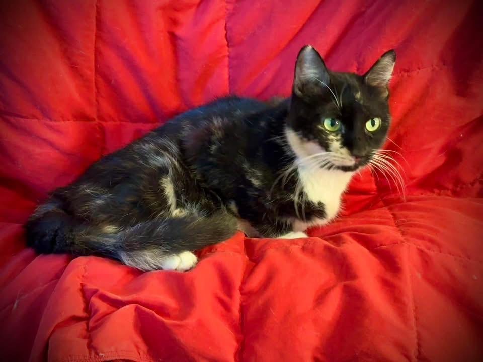 Carla, a Adoptable Domestic Medium Hair image 2/4