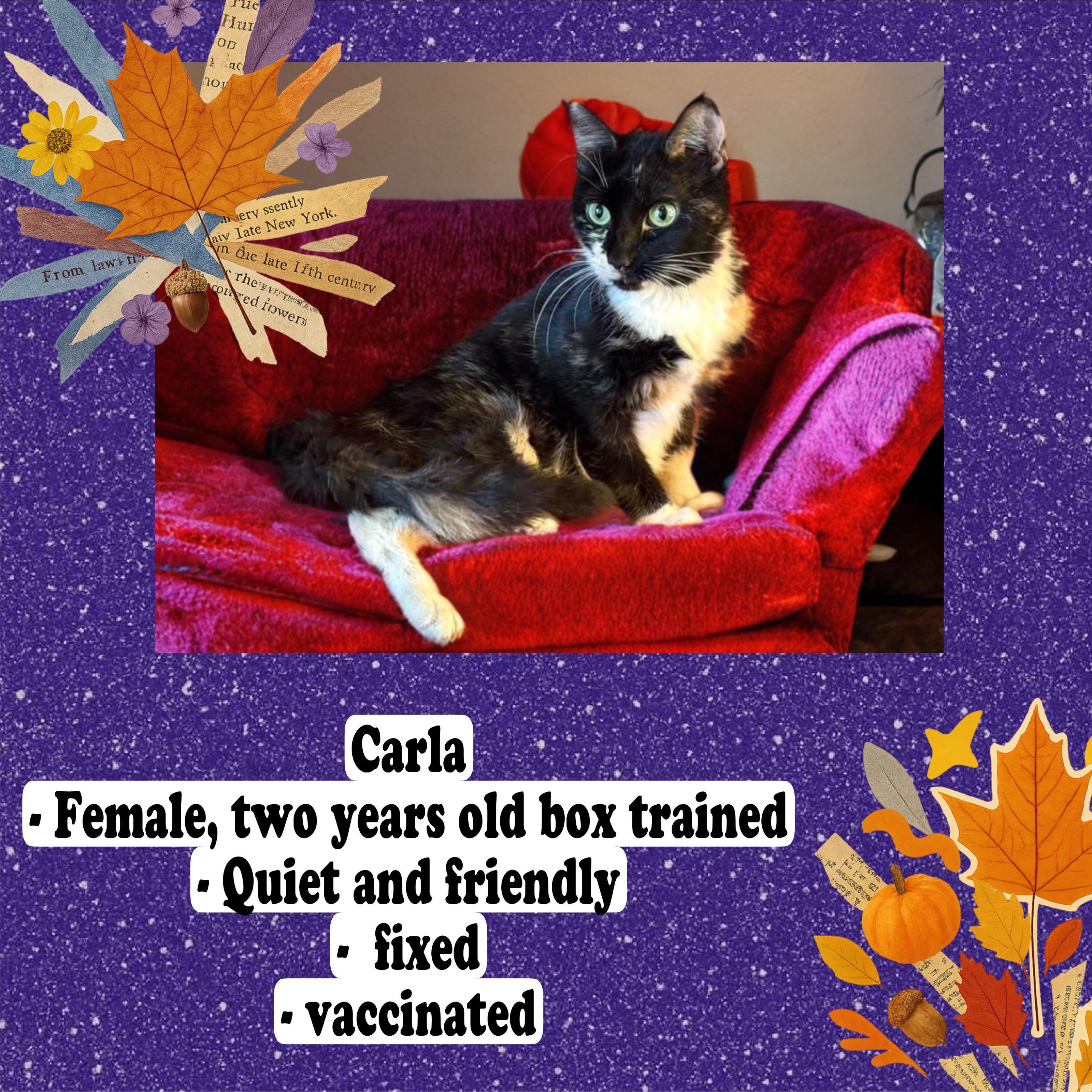Carla, a Adoptable Domestic Medium Hair image 3/4