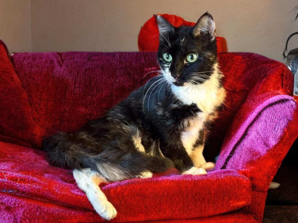 Carla, a Adoptable Domestic Medium Hair image 4/4