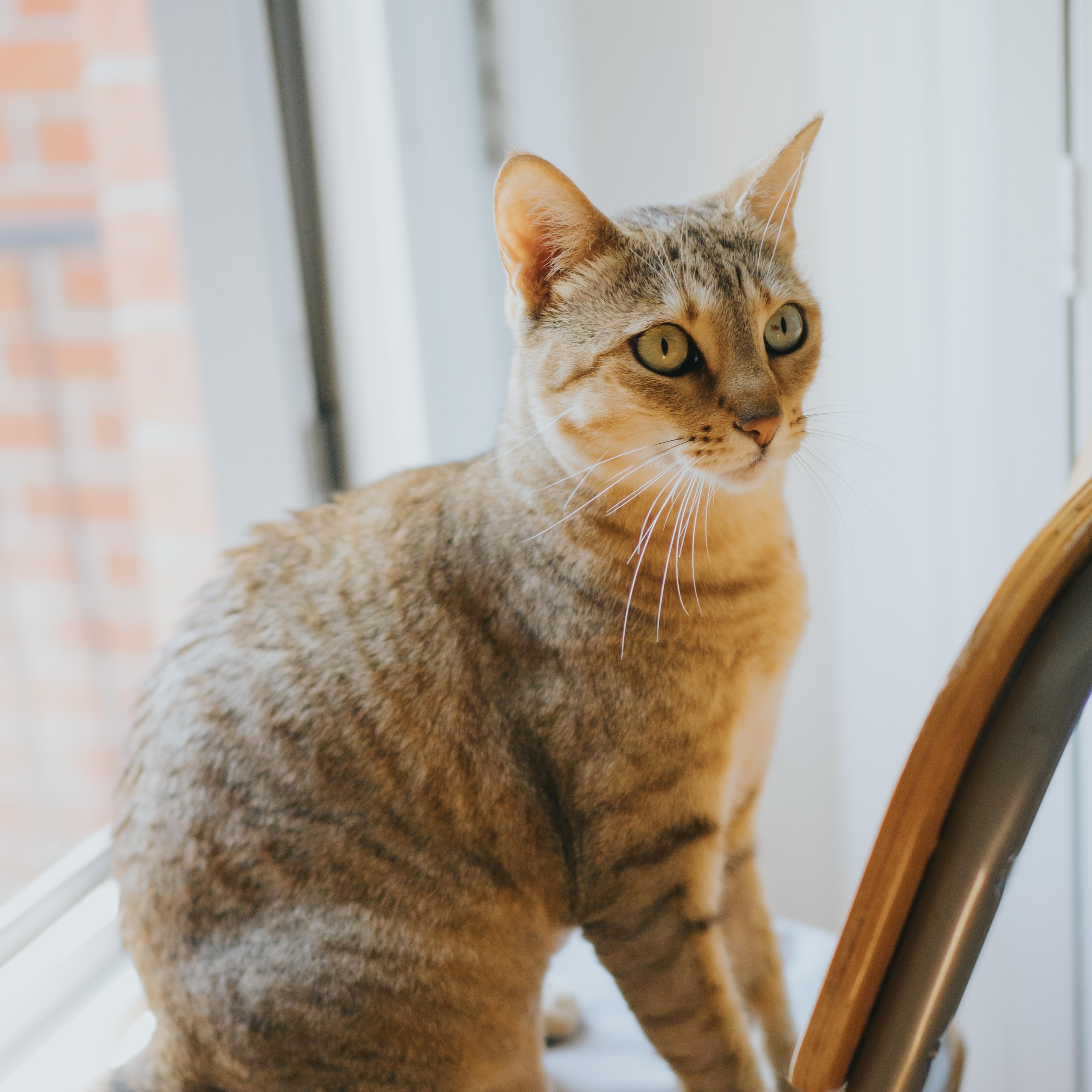 Lexie, Adopted, Adult Female Highland Fold.