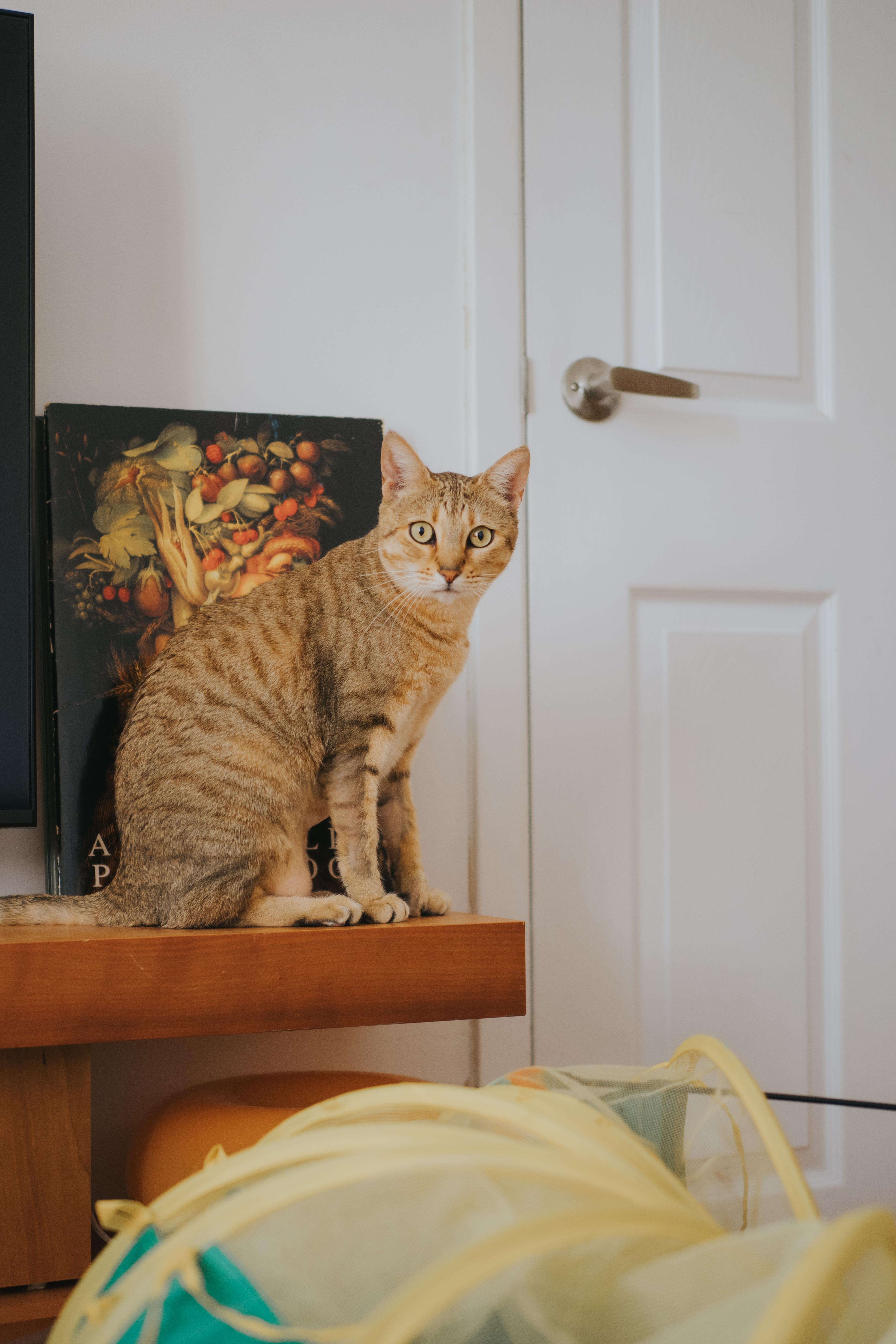 Enlarge Lexie, a Adopted Highland Fold in Montreal, QC image 5/6